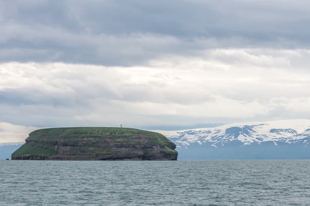 Whaless-puffins-north-iceland