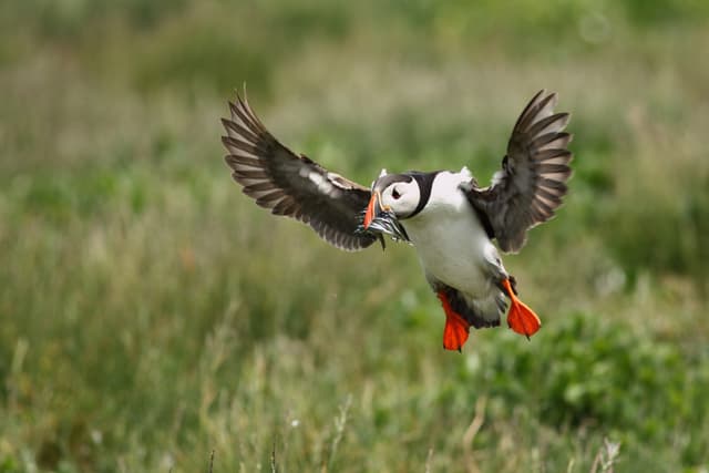 Puffins-iceland