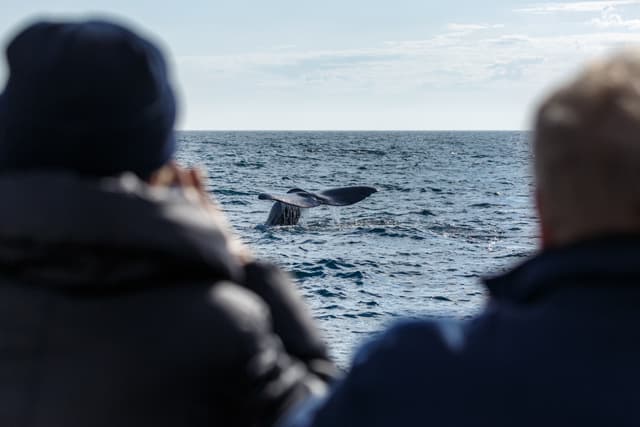 whale-watching-tours-in-iceland