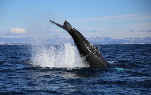 whale watching from reykjavik 54