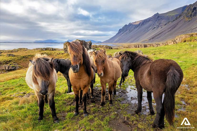 horses-of-east-iceland