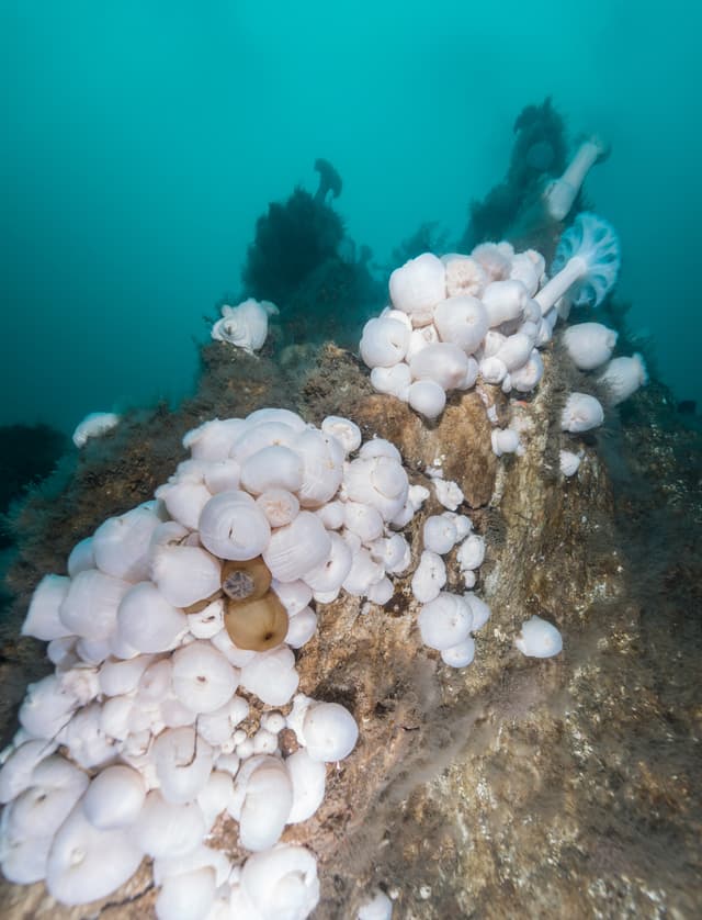 Diving-Styrtan-Akureyri
