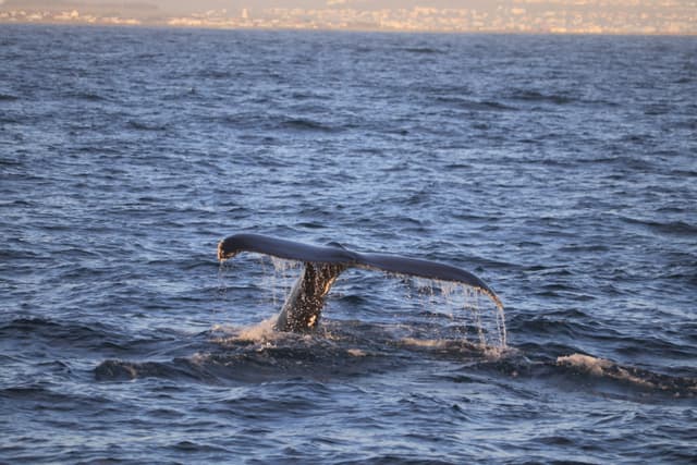 whale watching from reykjavik 01