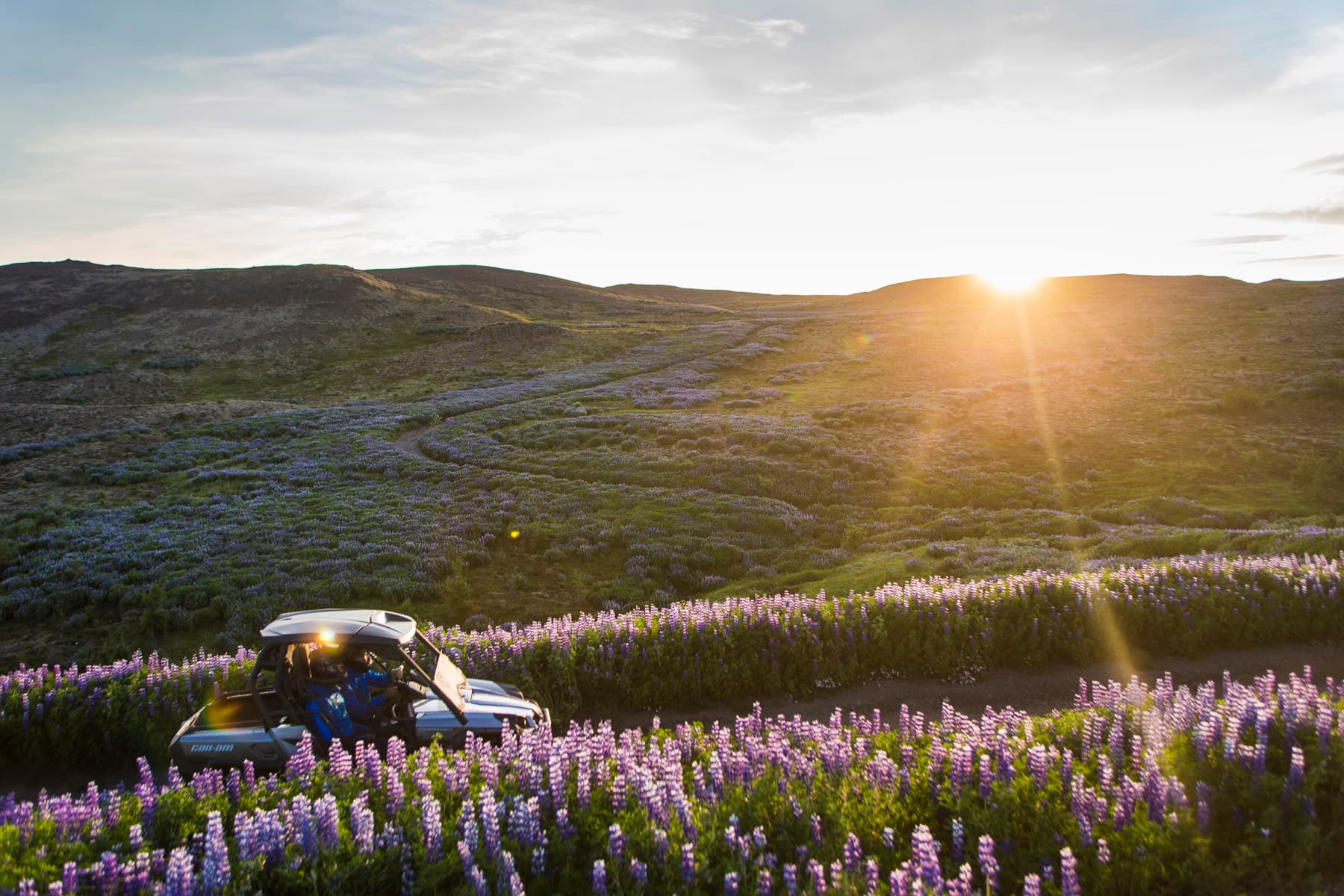 4 - Buddy Landscape Iceland
