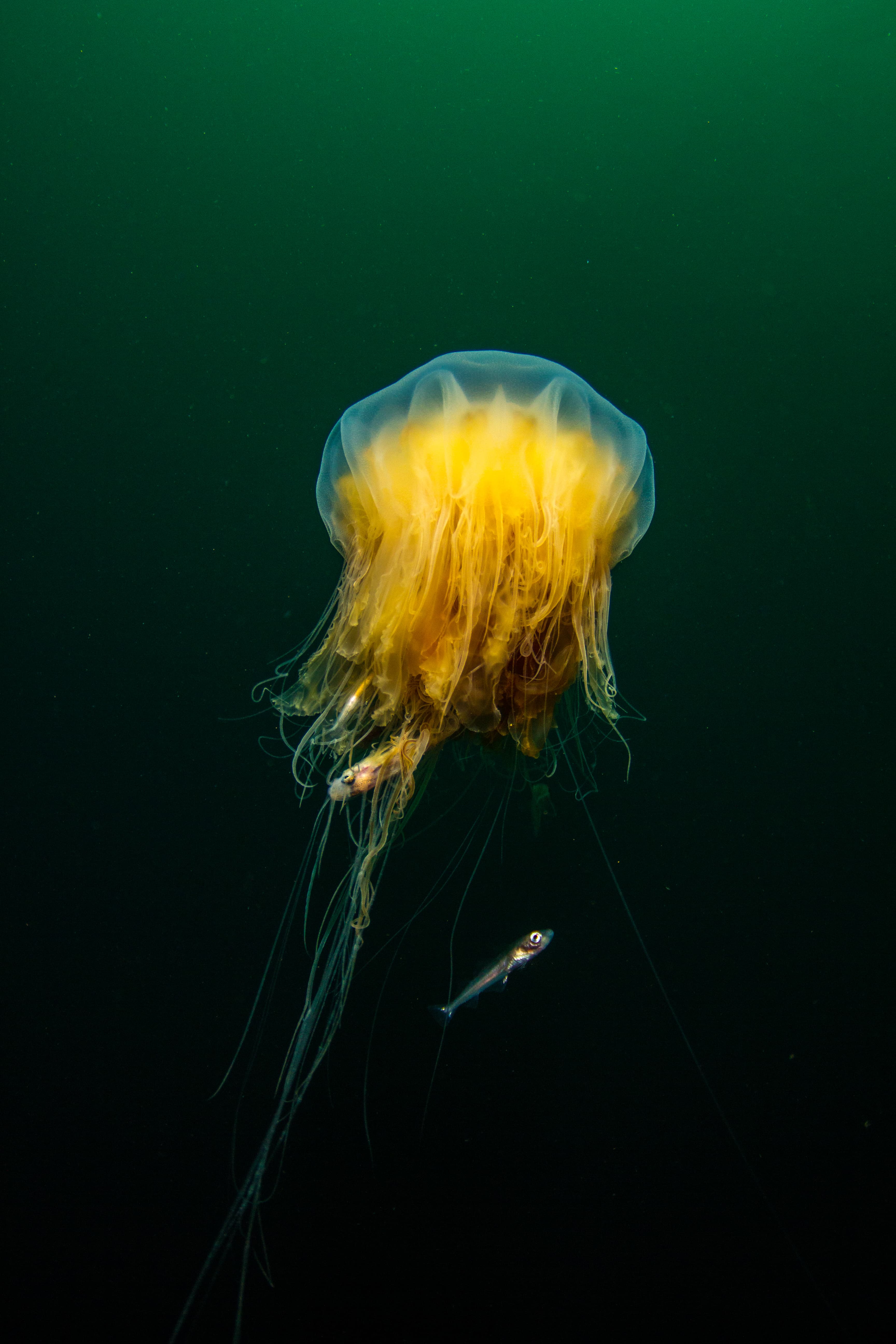 Diving-Styrtan-Akureyri