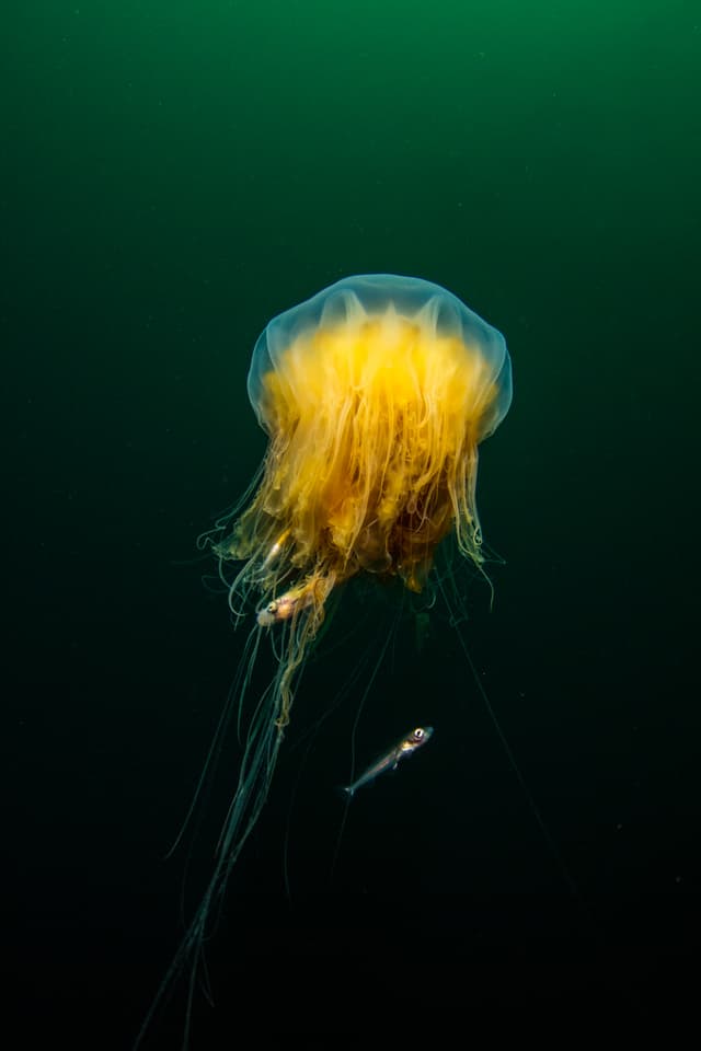 Diving-Styrtan-Akureyri