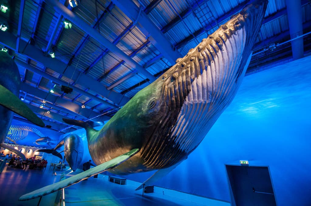 whales-of-iceland-museum