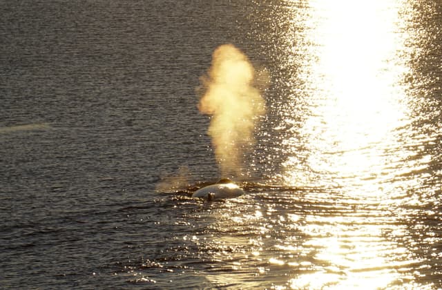 whale watching from reykjavik 16