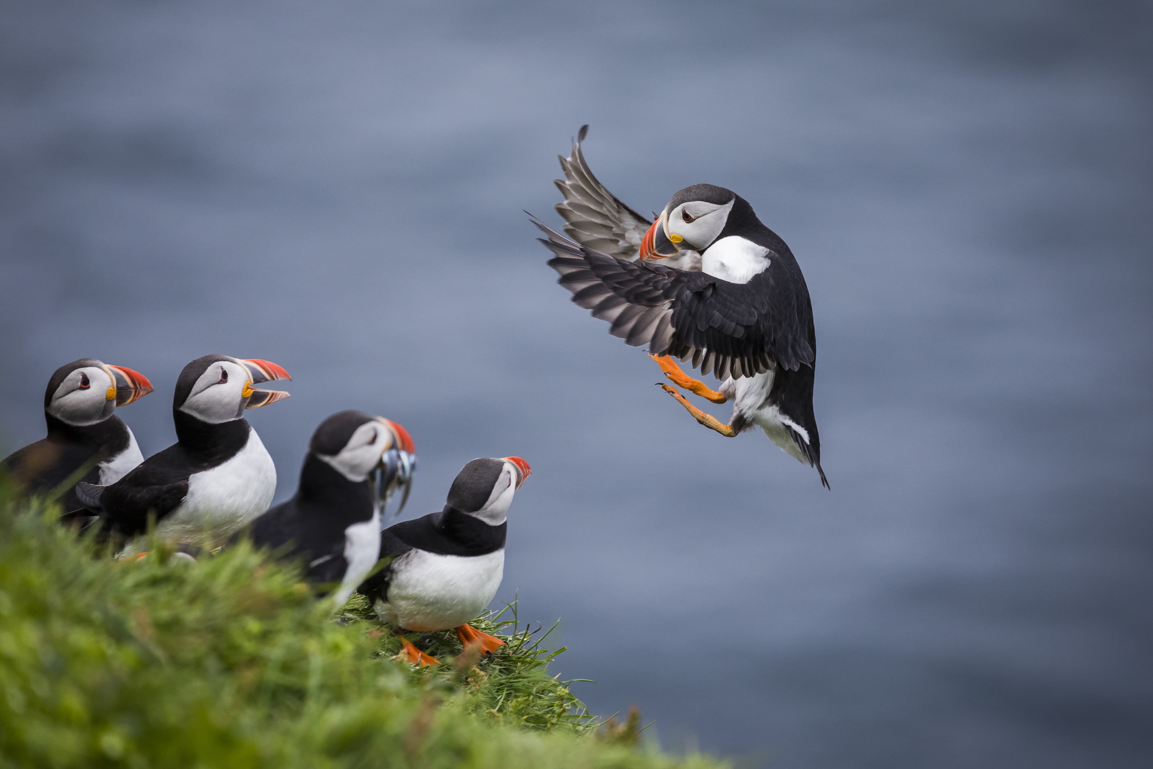 Puffins-iceland