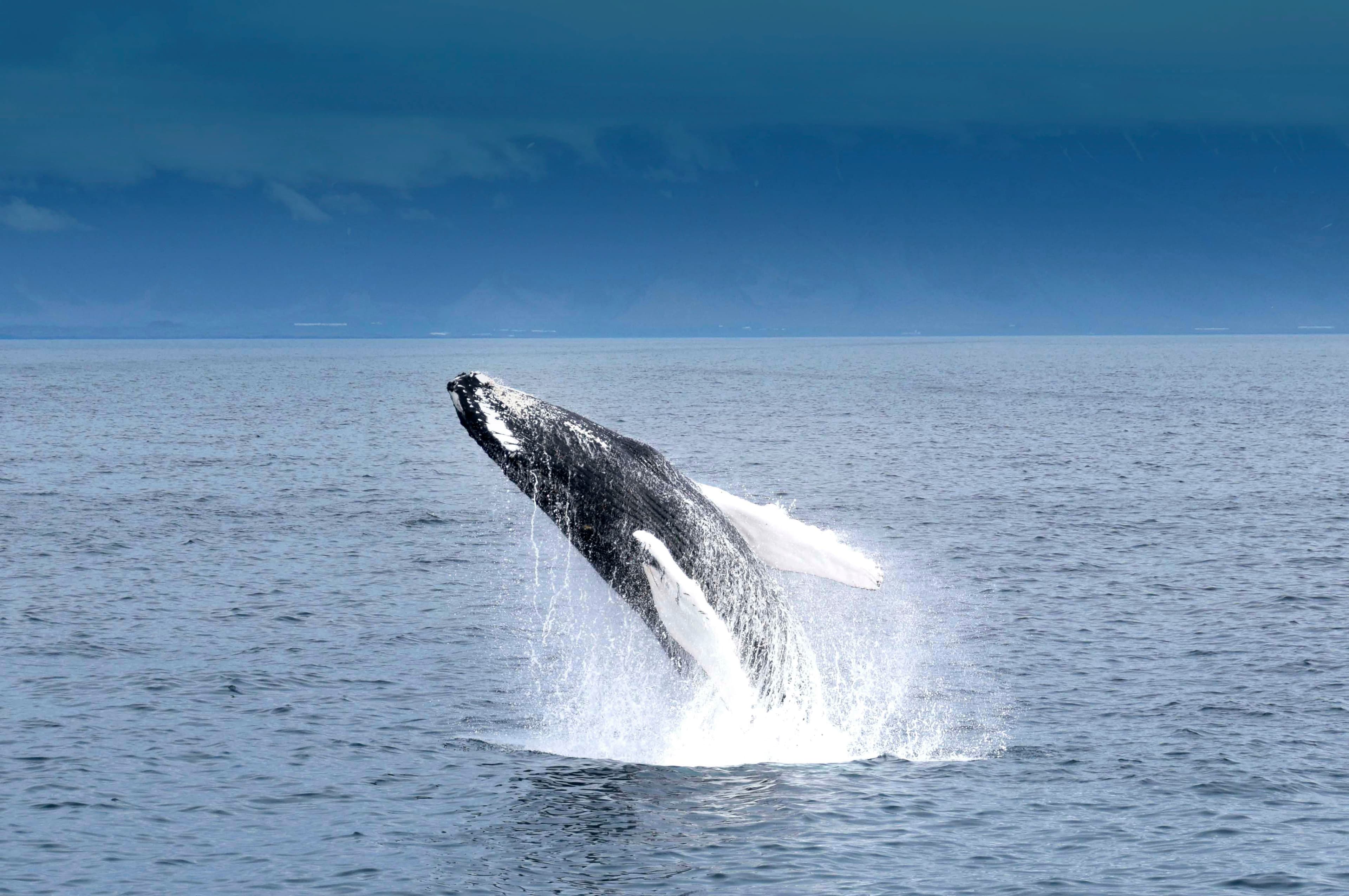 whale watching special tours