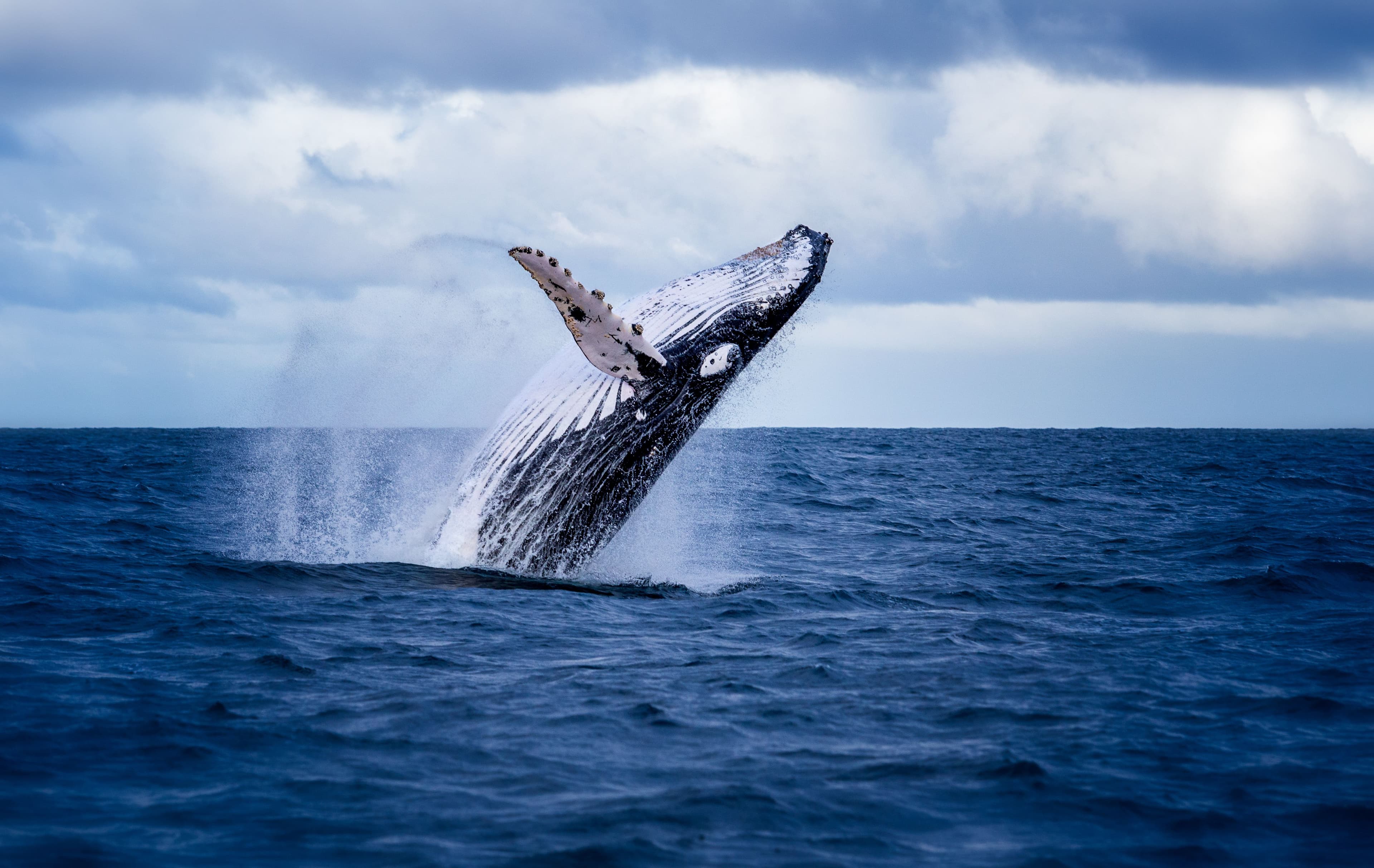 breaching-humpback-iceland