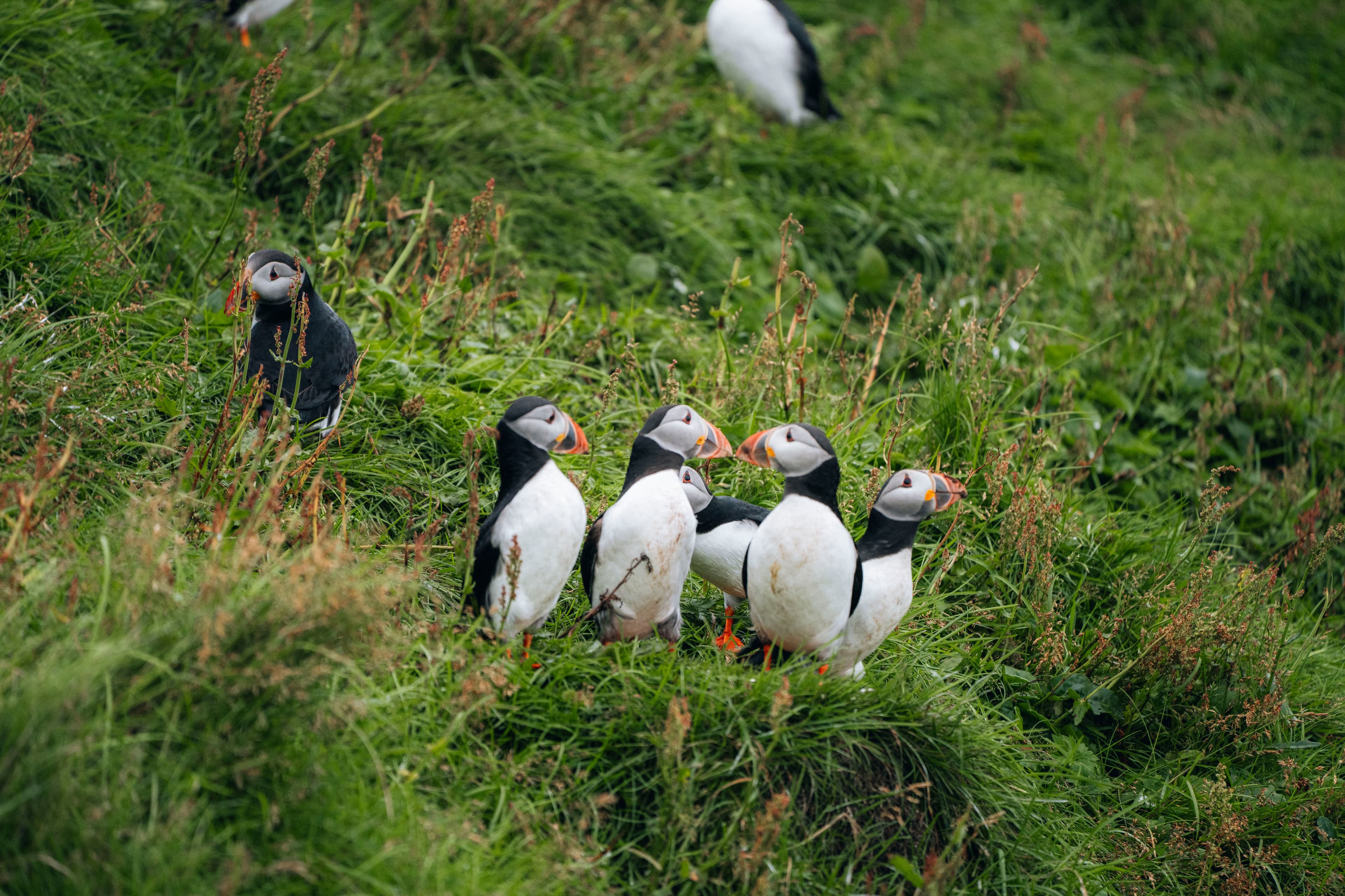 puffin-westmanni-slands
