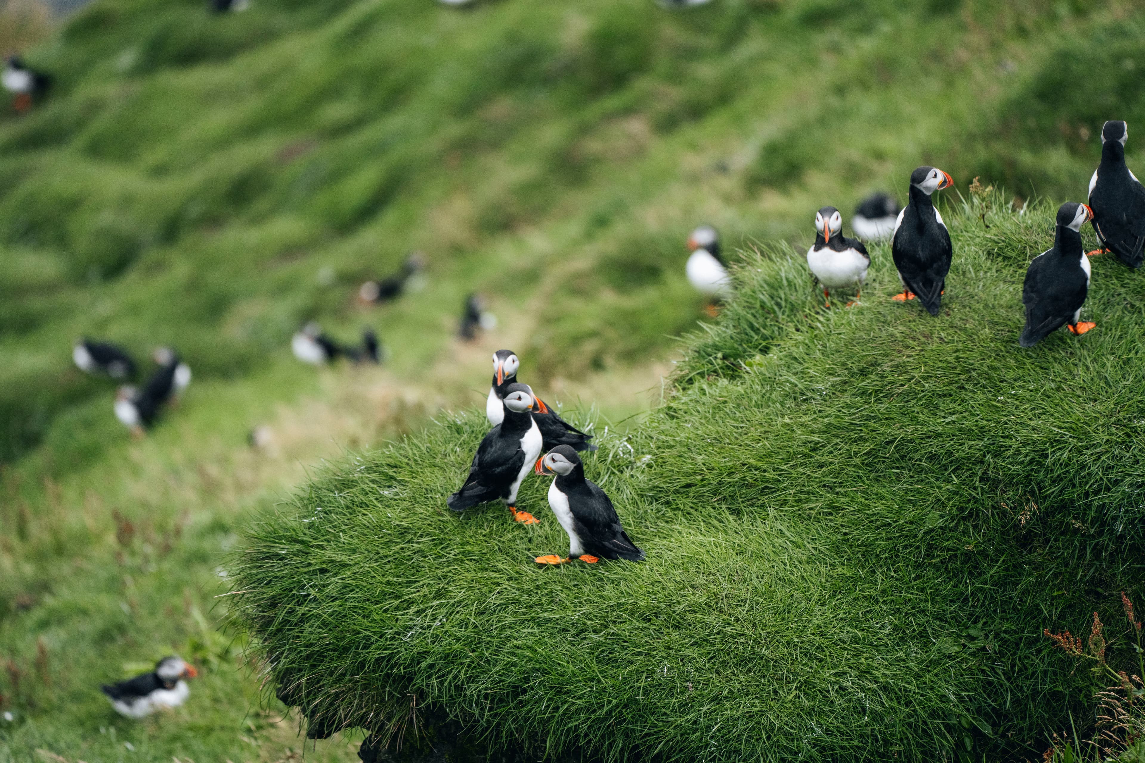 puffin-westmanni-slands