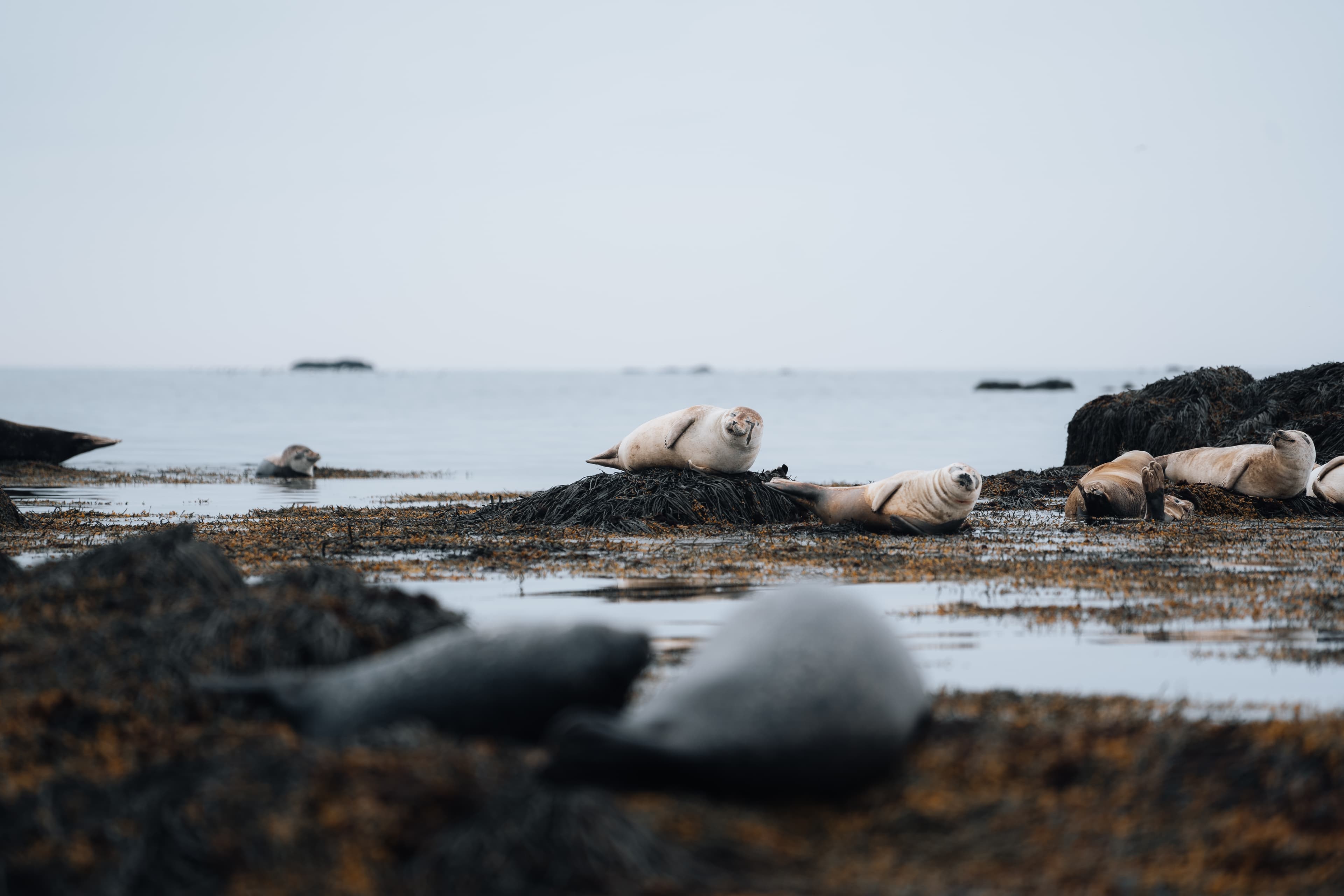 Seals-ytri-tunga-snaefellsnes-6