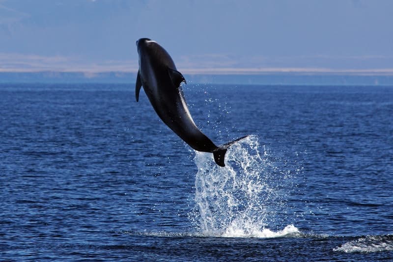 whale watching from reykjavik 02