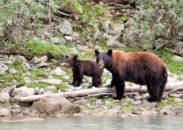 Canadian Rockies Tours 7 Days 03