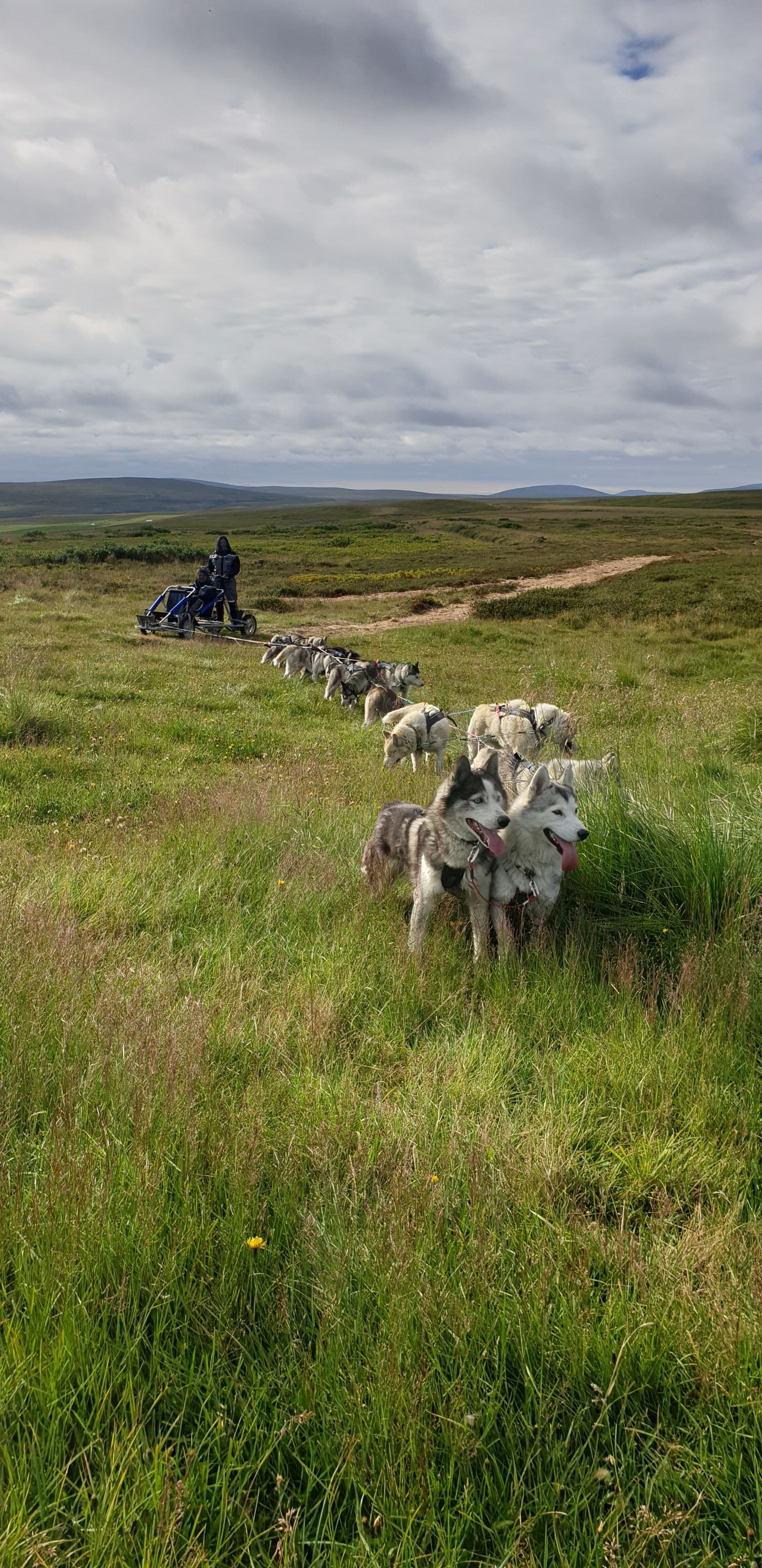 Dog-sledding-iceland