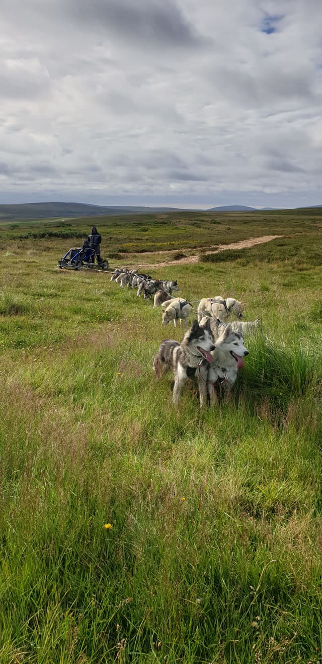 Dog-sledding-iceland