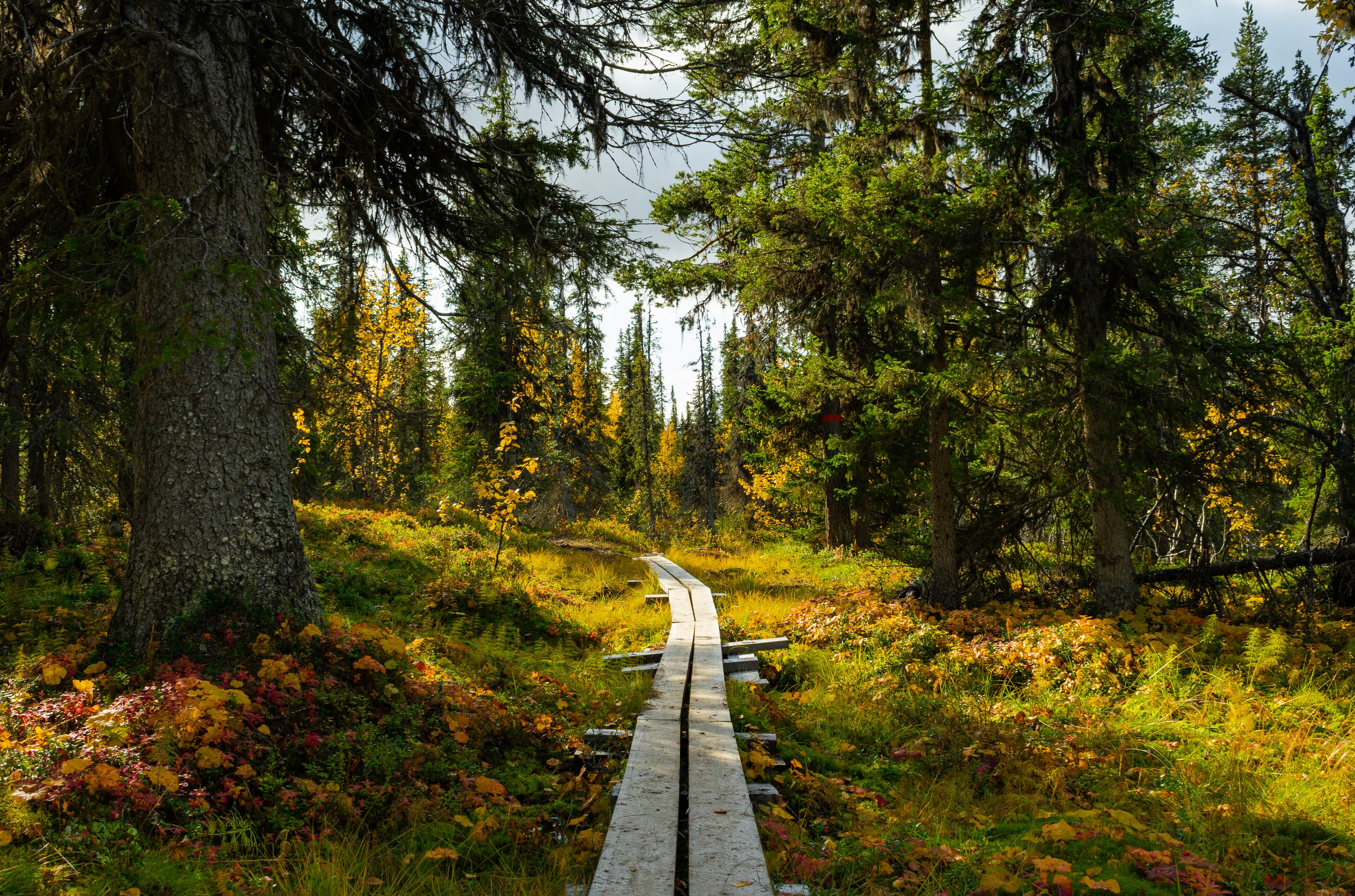 hiking path in swedish forest