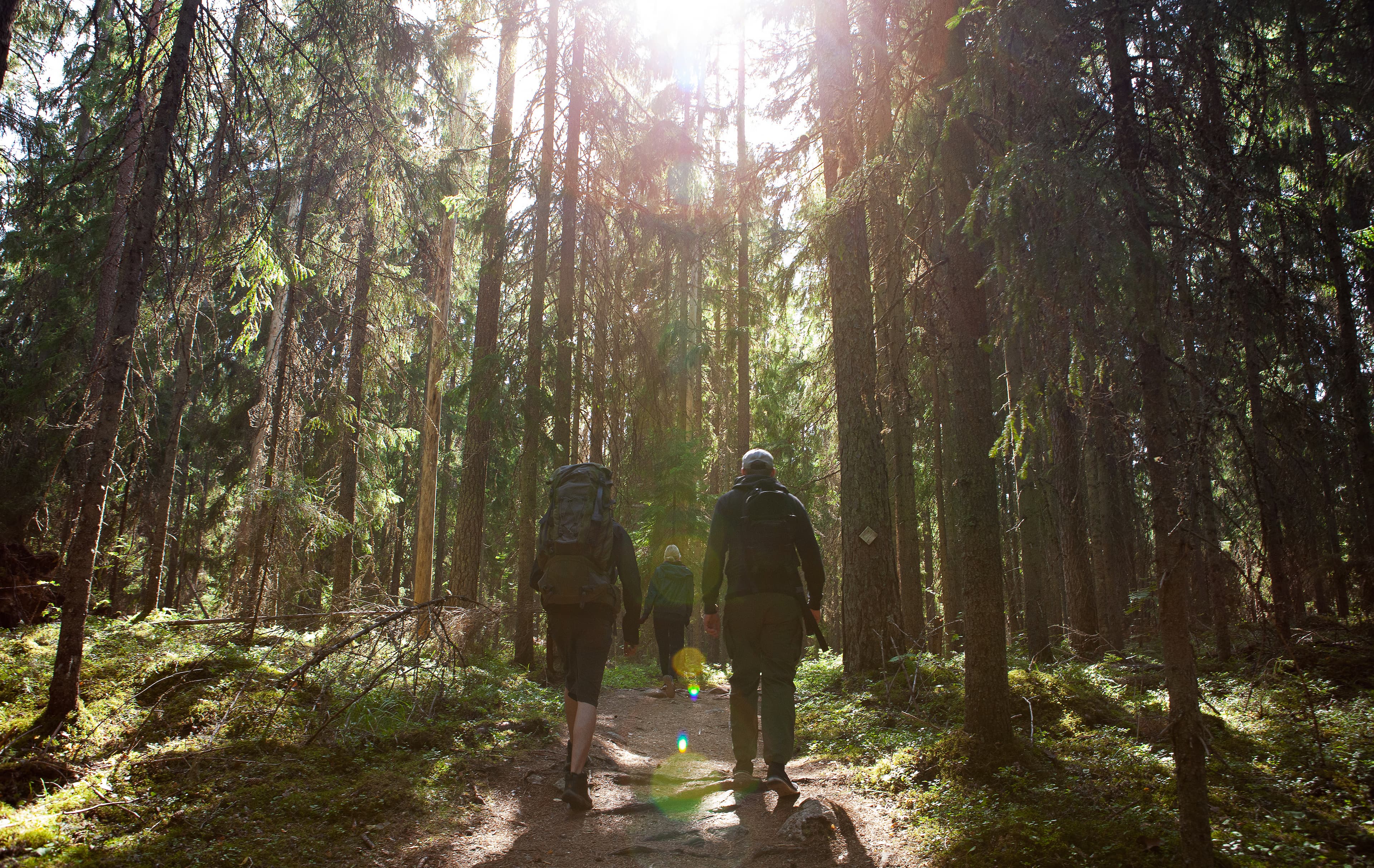 forest-national-park-in-finland