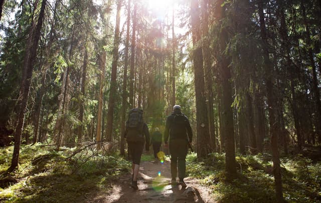 forest-national-park-in-finland