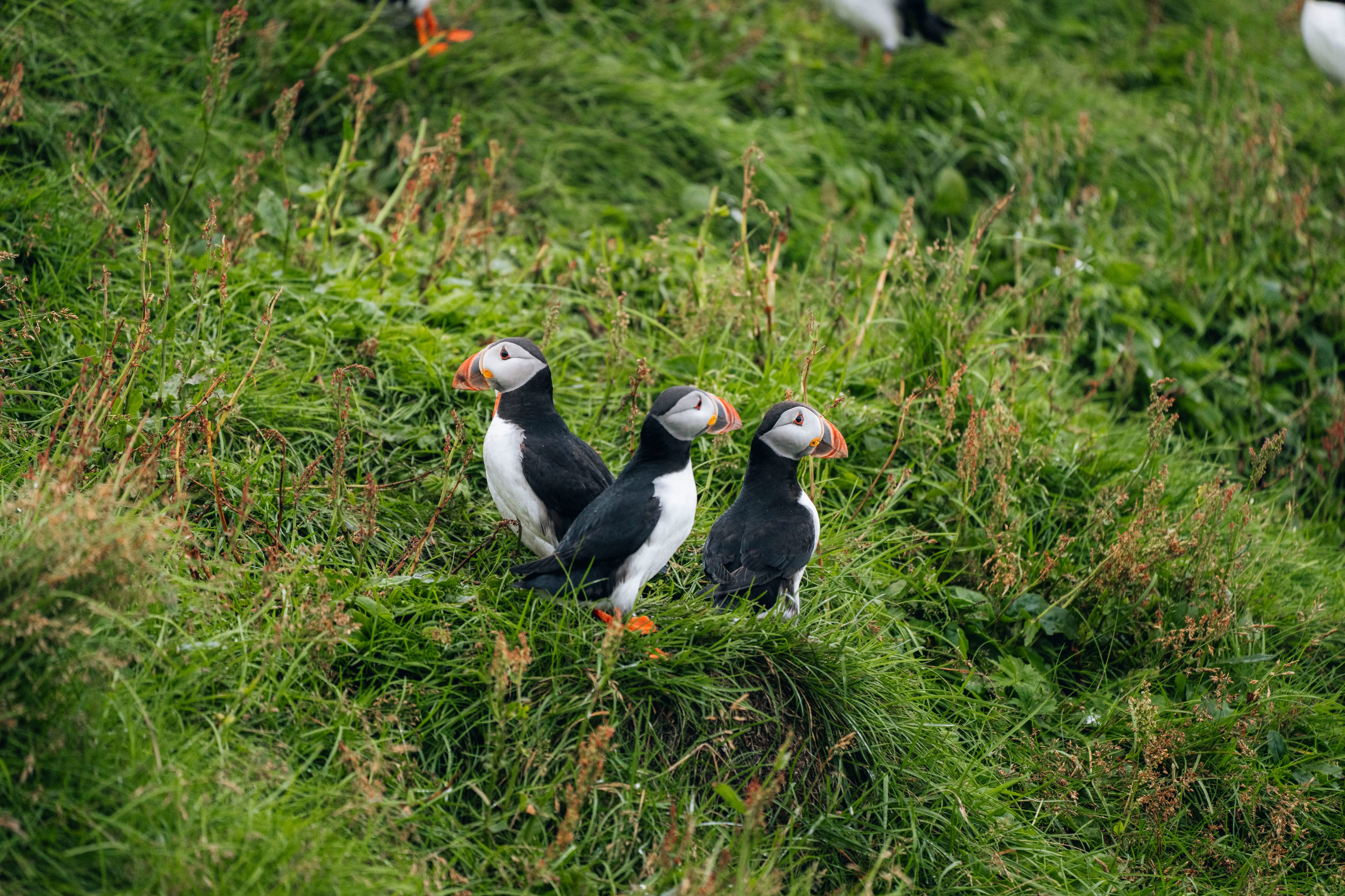 puffin-westmanni-slands