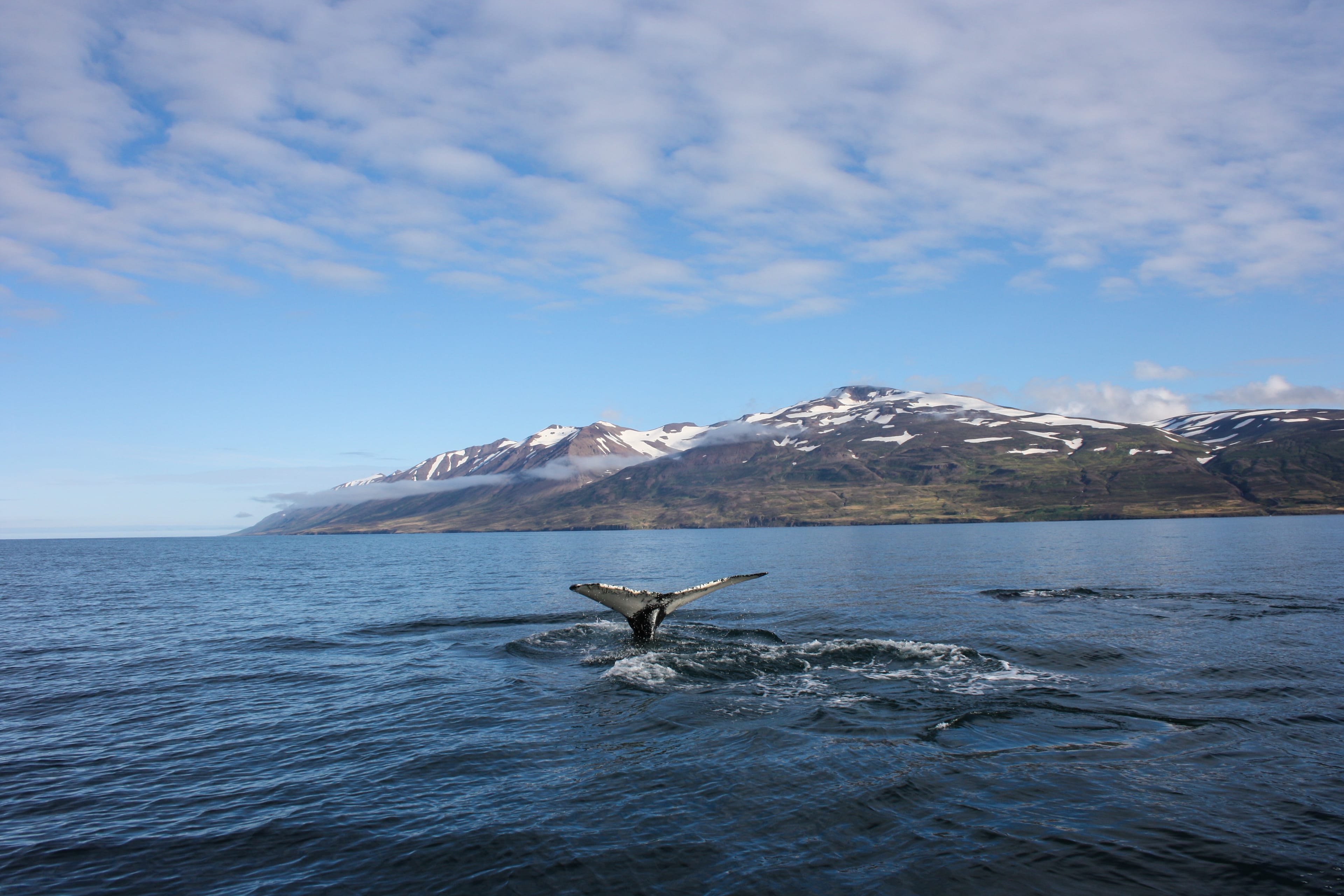 whale-watching