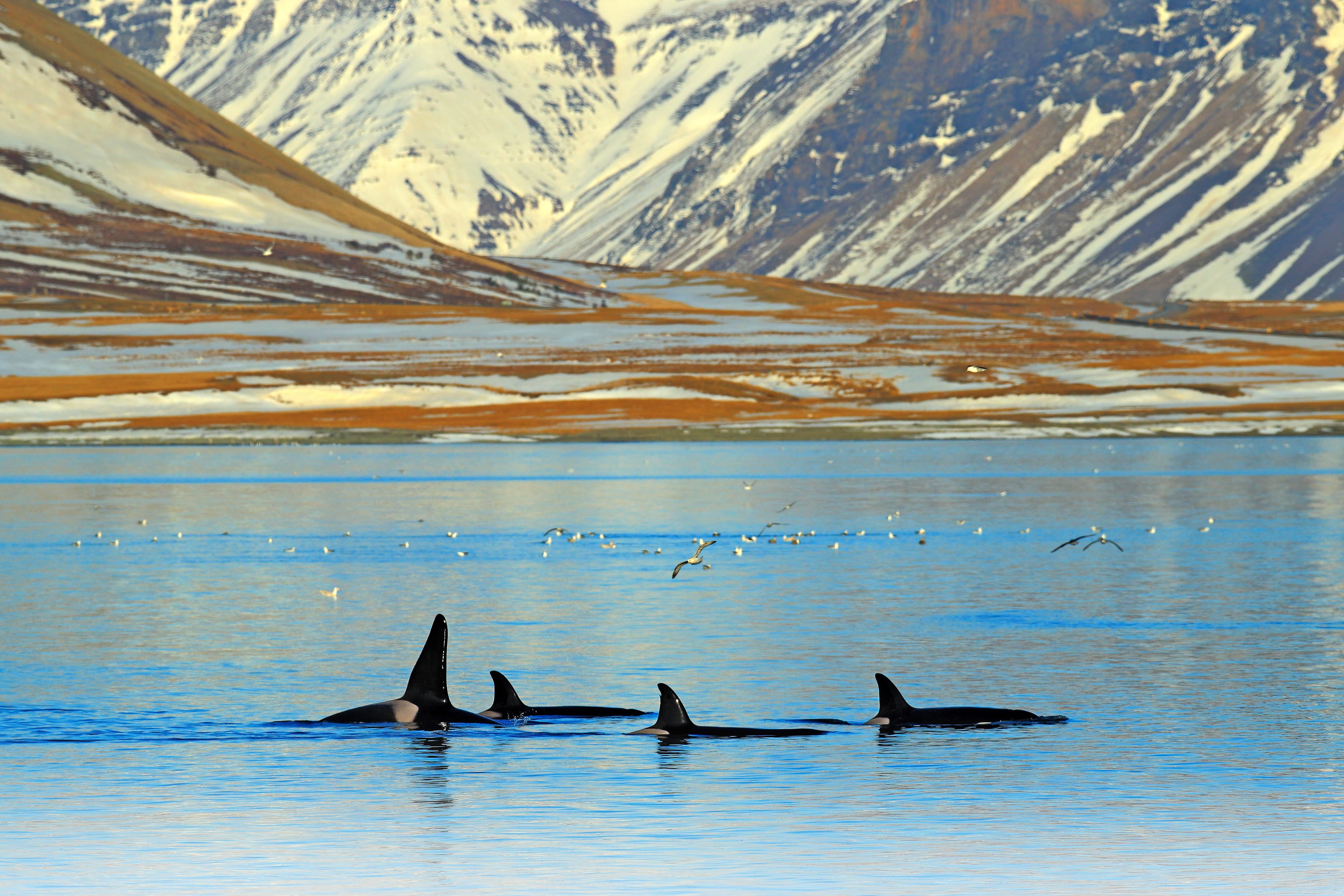 Whale-Watching-westfjords