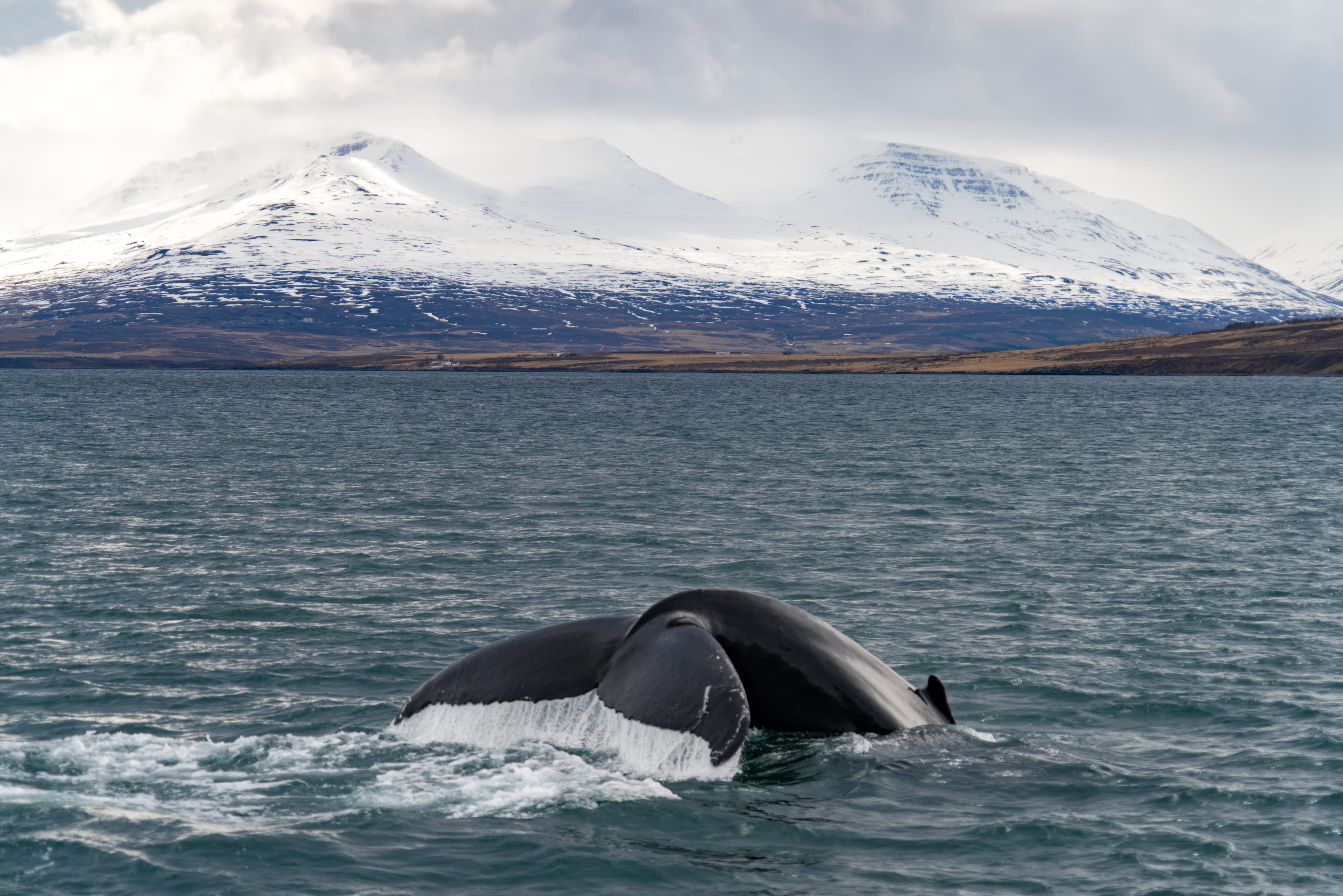 Whale-Watching-westfjords