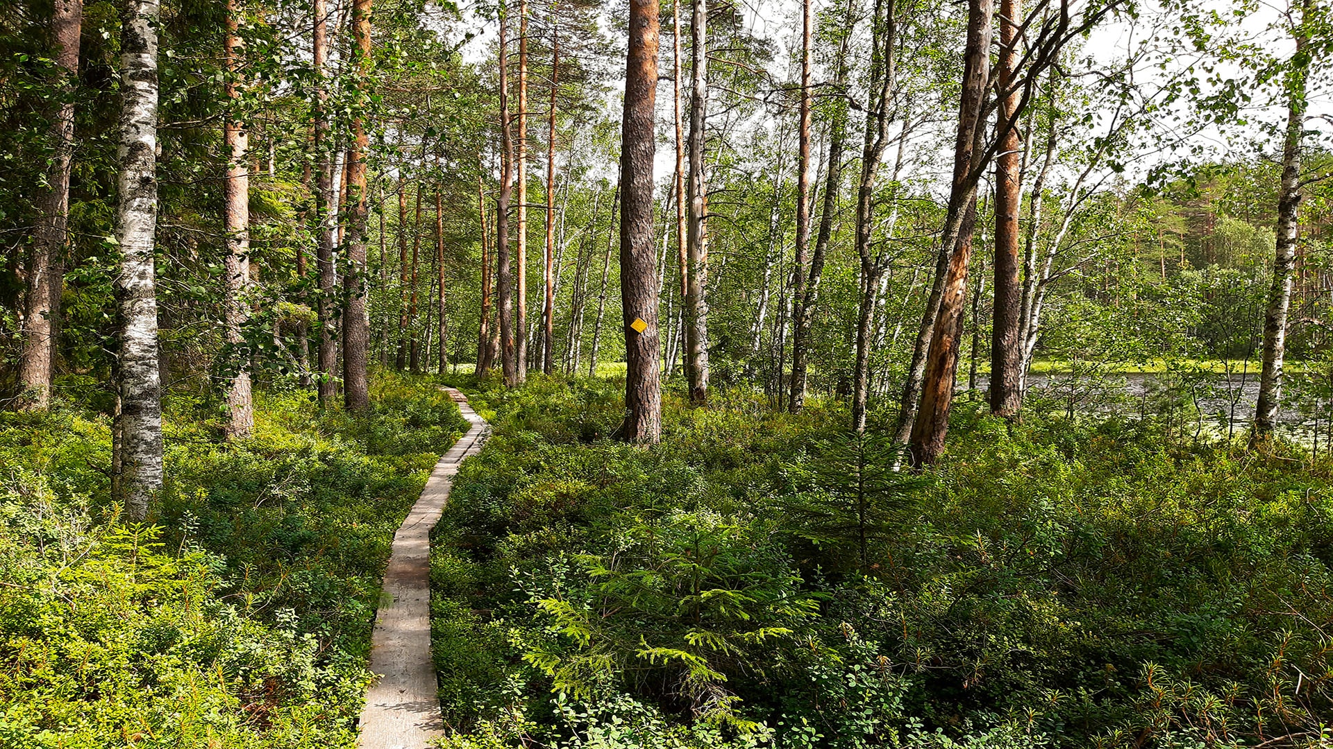 mushroom-forest-finland