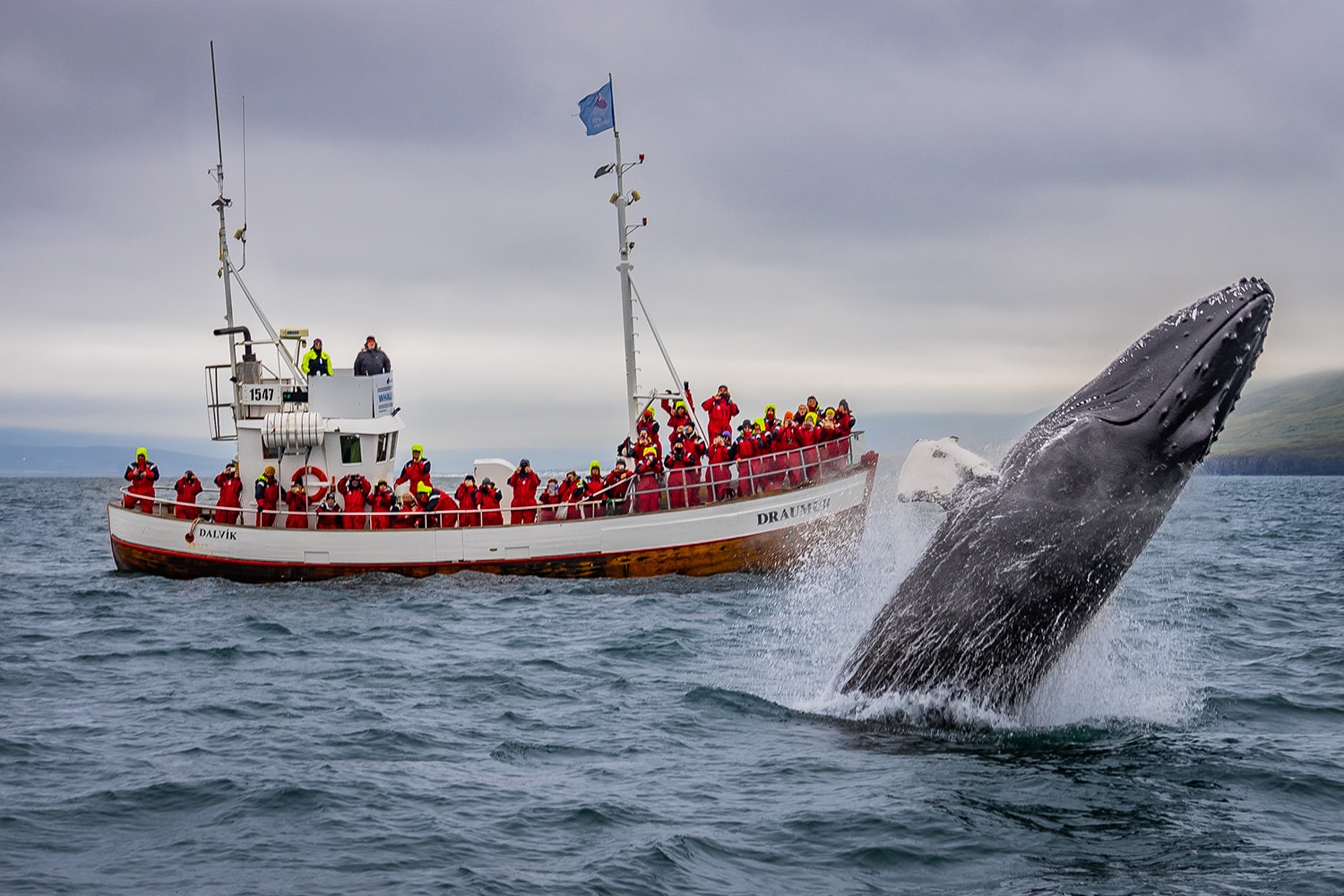 dalvik-whale-watching