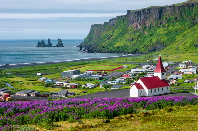 View of basalt stacks Reynisdrangar, black sand beach near Vik and violet lupine flowers and lonely church, South Iceland View of basalt stacks Reynisdrangar, black sand beach near Vik and violet lupine flowers and lonely church, South Iceland, summer time