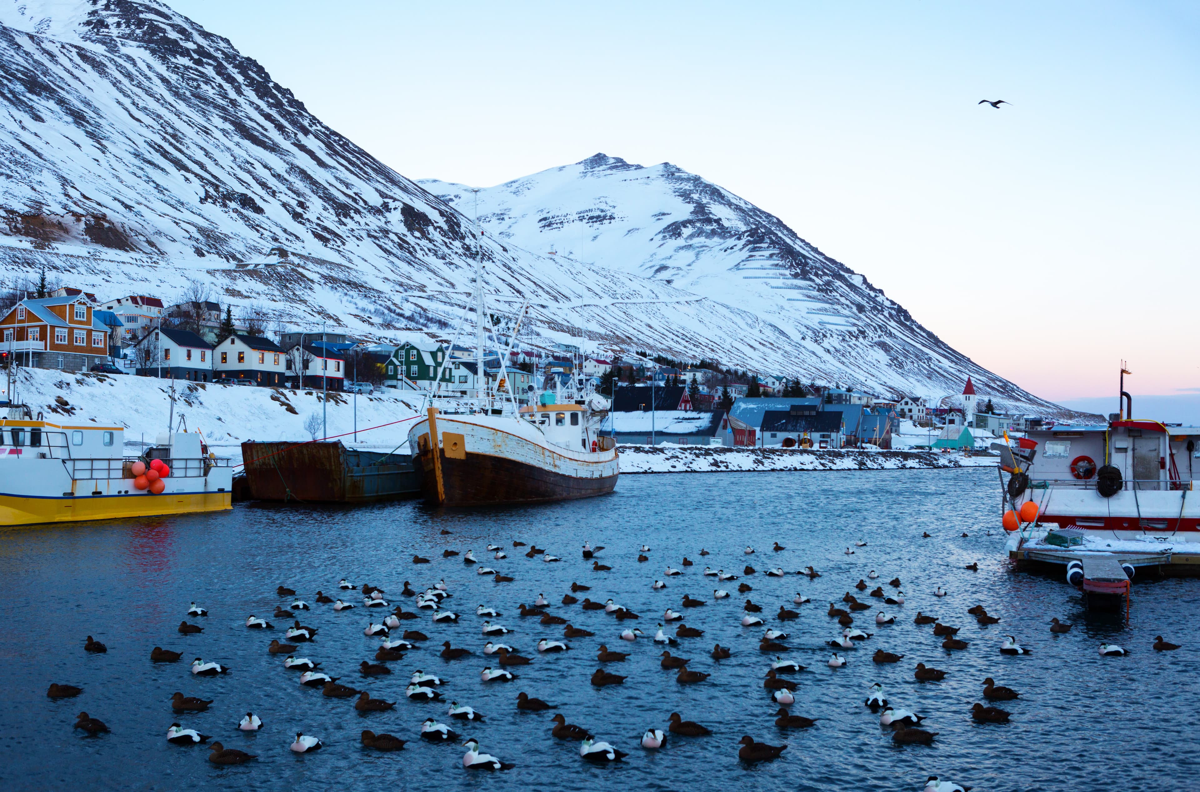 Siglufjordur harbor with fishing boats at dawn in winter. Siglufjordur  a small fishing town in a narrow fjord on the northern coast of Iceland. Siglufjordur harbor with fishing boats at dawn in winter. Siglufjordur  a small fishing town in a narrow fjord on the northern coast of Iceland.