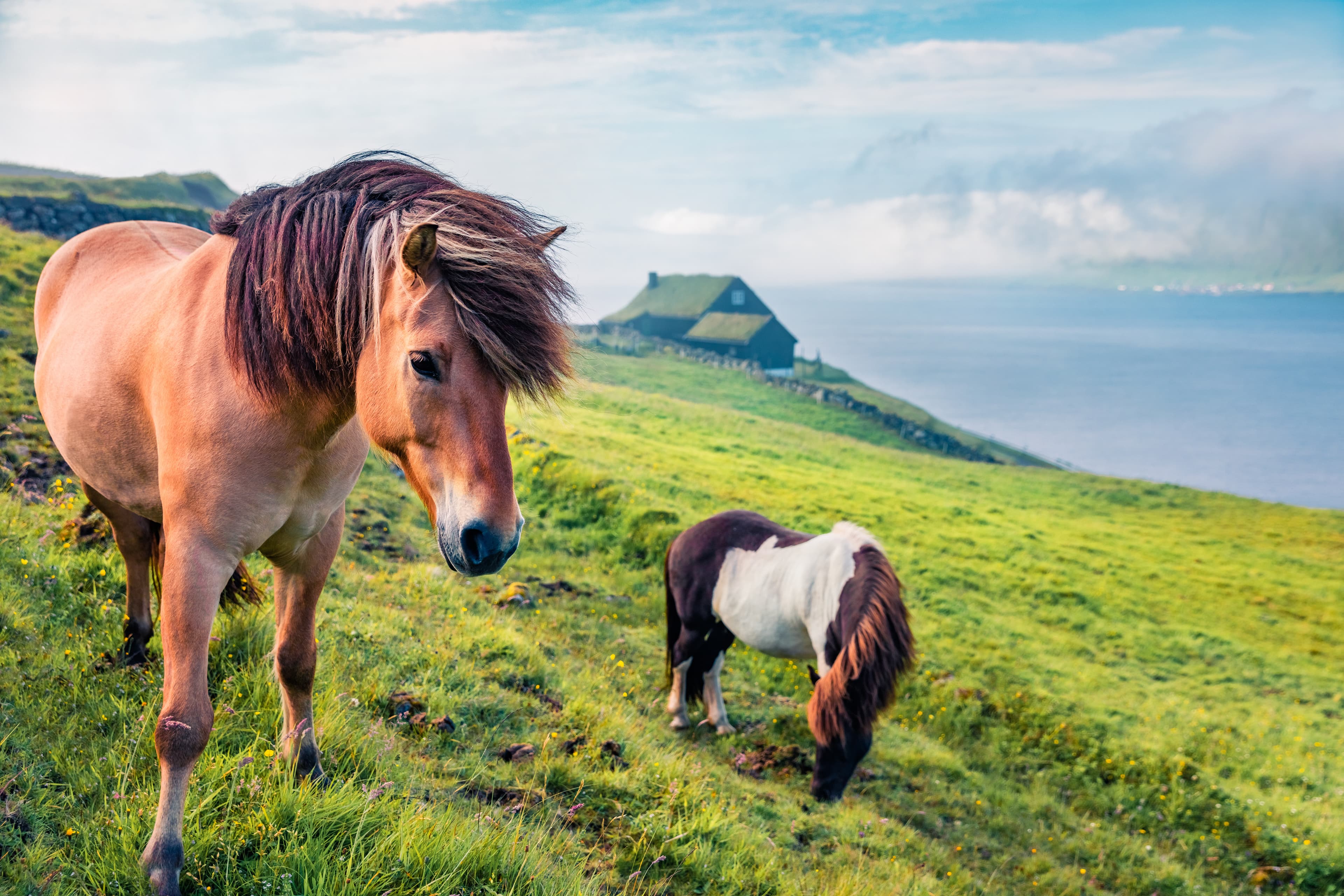 Horses in the pasture. Foggy summer morning in Velbastadur village, Streymoy, Faroe Islands, Kingdom of Denmark, Europe. Traveling concept background.. Horses in the pasture. Foggy summer morning in Velbastadur village, Streymoy, Faroe Islands, Kingdom of Denmark, Europe. Traveling concept background..