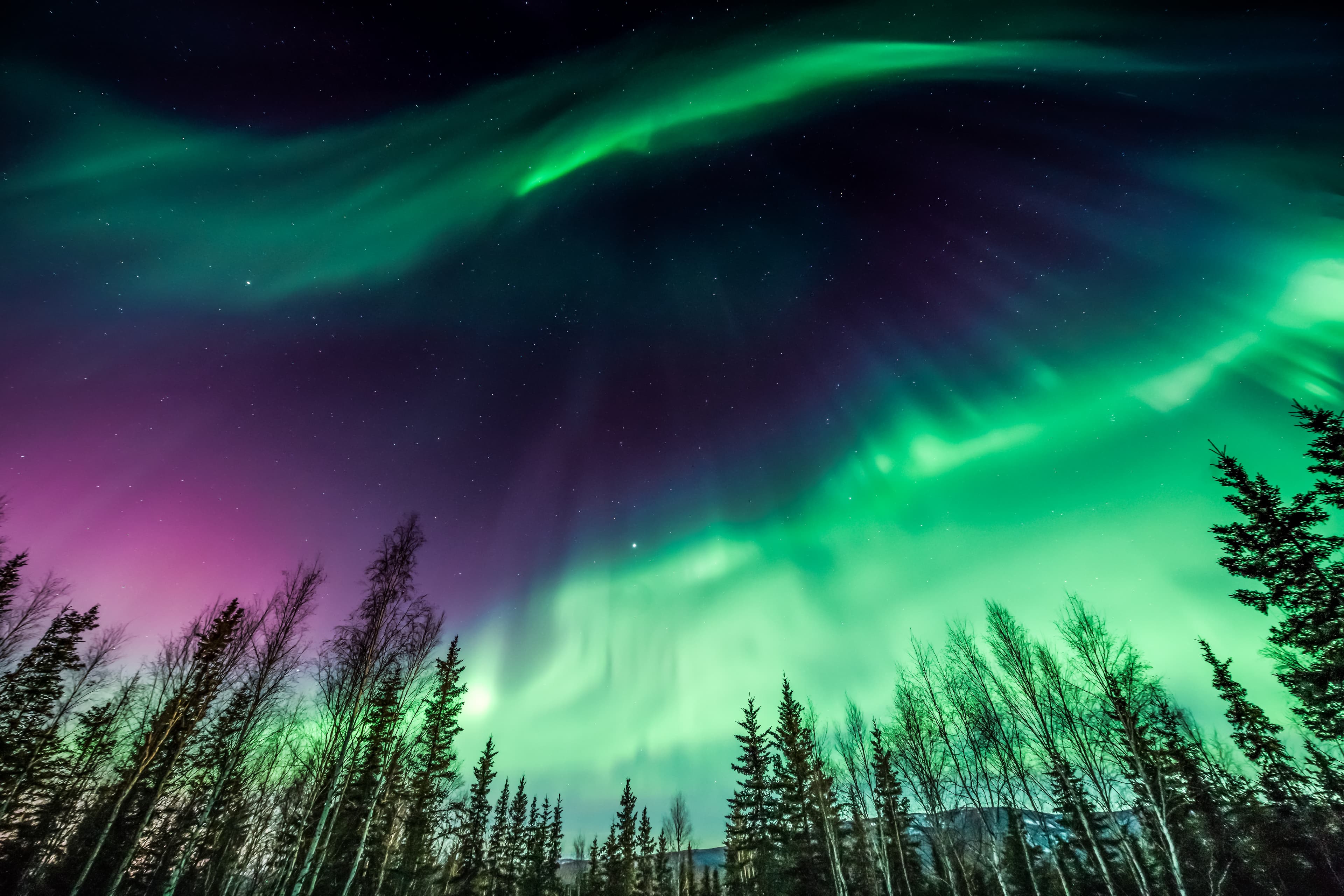Green and purple Northern Lights over trees in Alaska