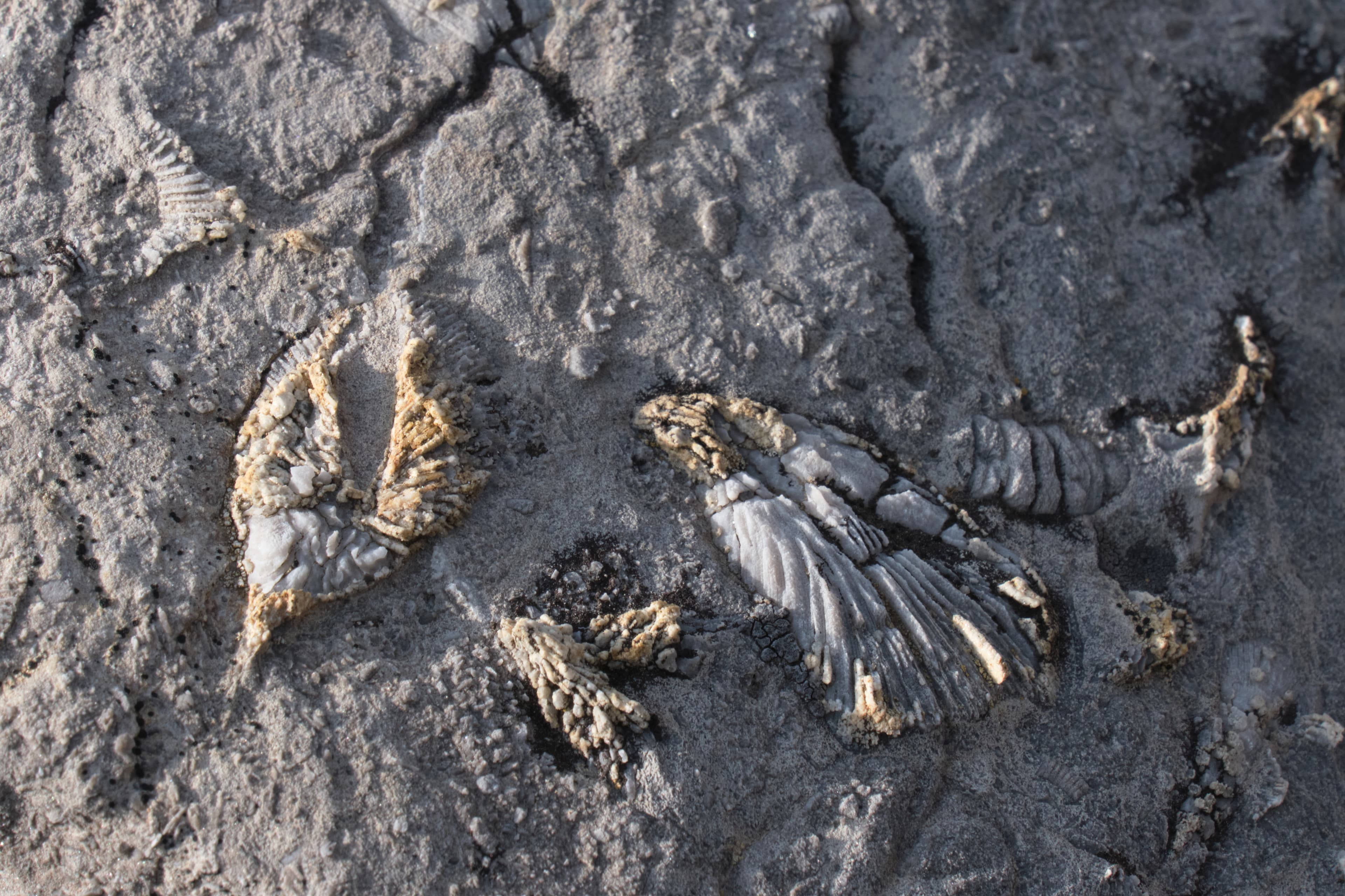 Fossils imprints on rocks in Yoho National Park. Burgess Shale fauna. British Columbia. Canada