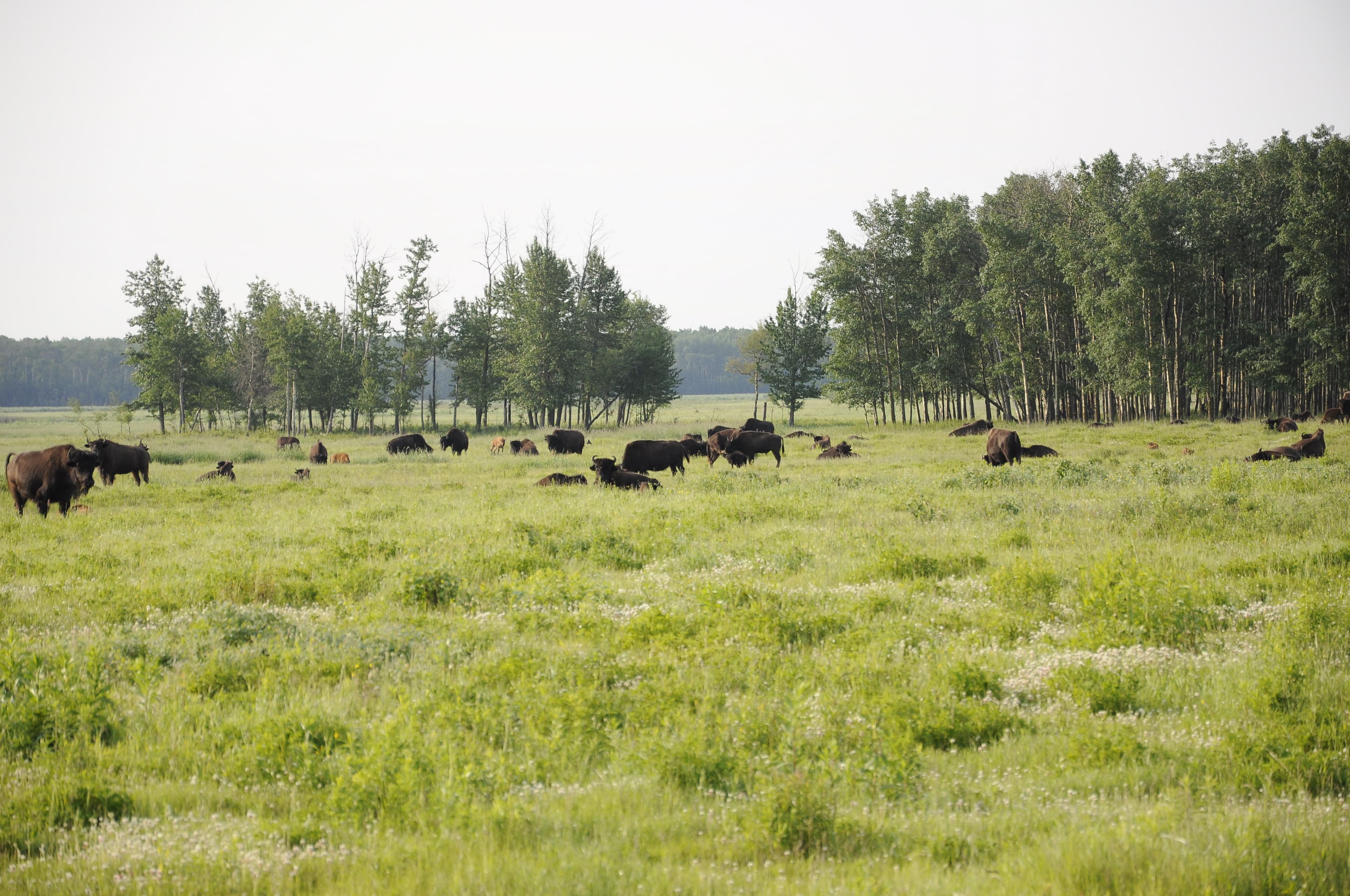 Wood Bison at Elk Island National Park