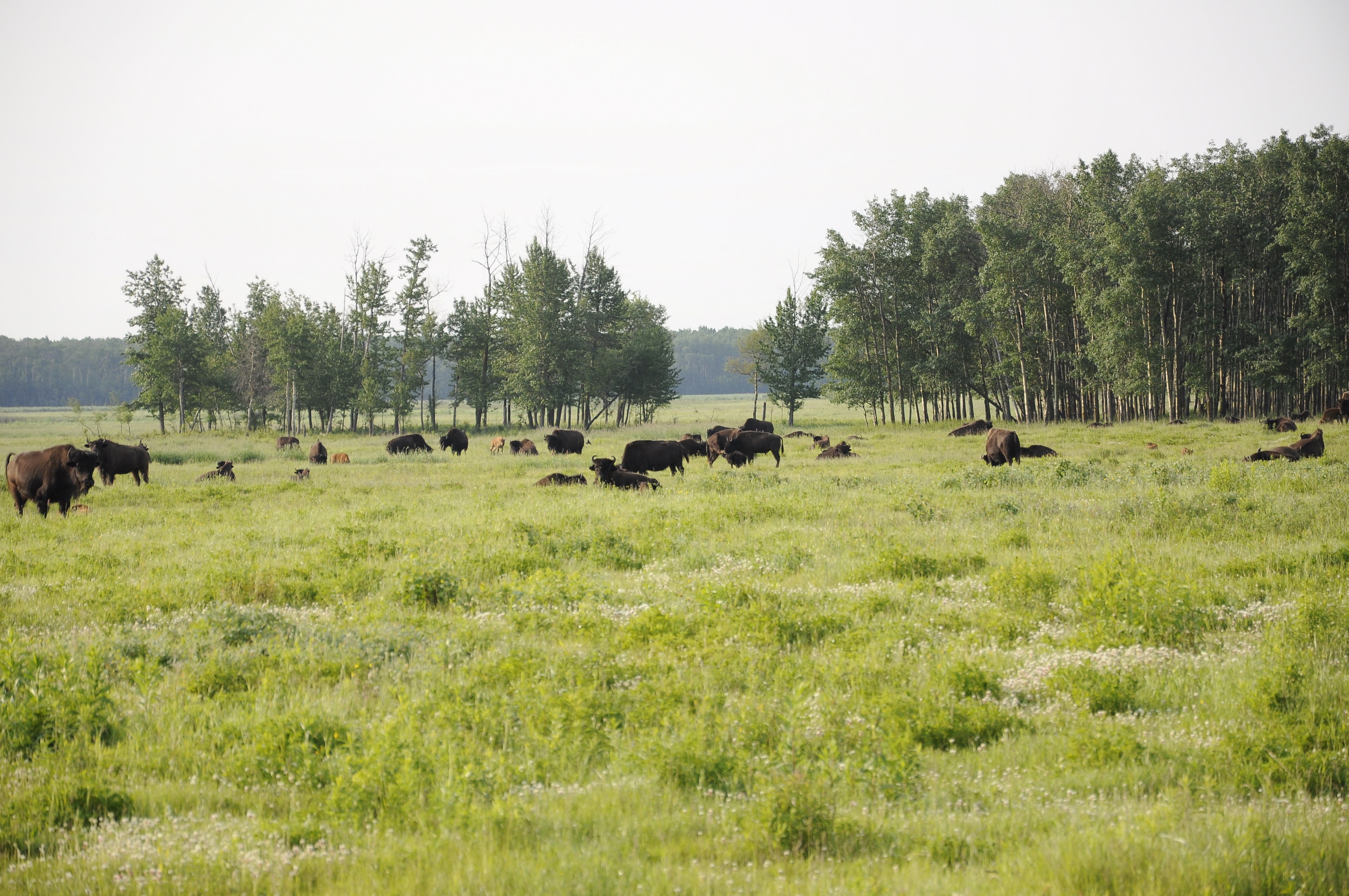 Wood Bison at Elk Island National Park