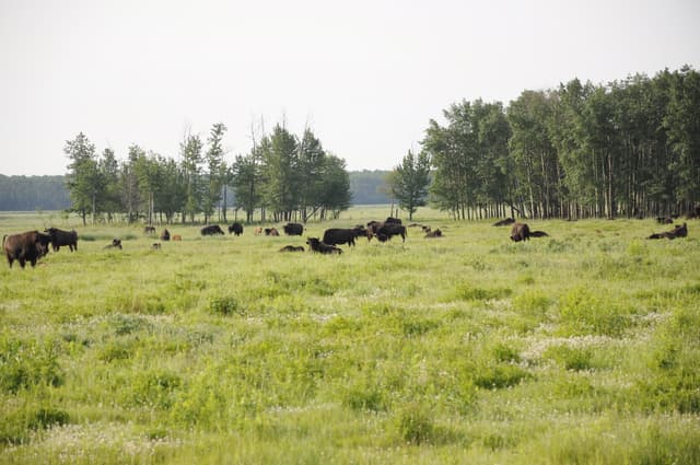 Wood Bison at Elk Island National Park