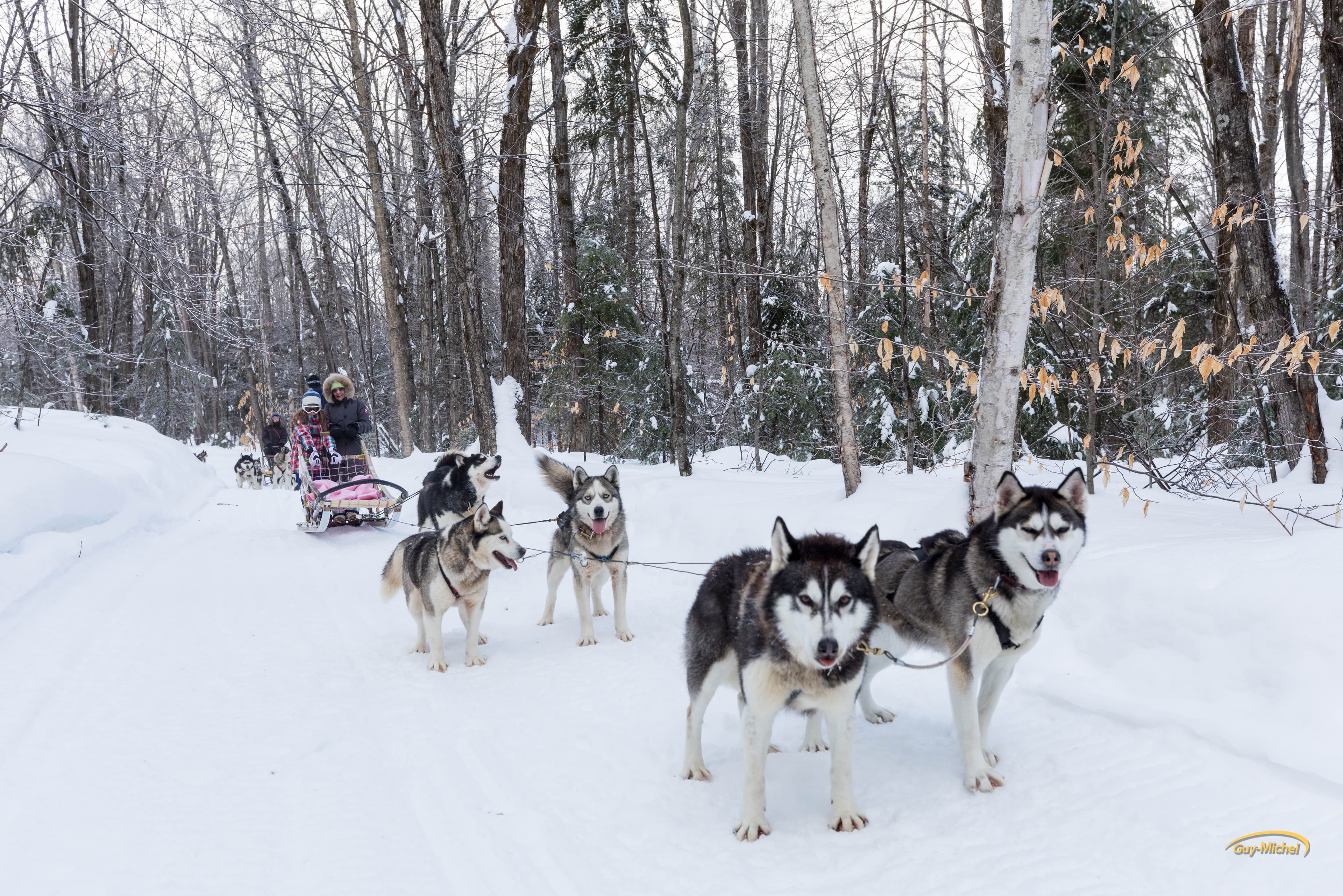 Dog sledding, snowmobiling & more multi-activities 4