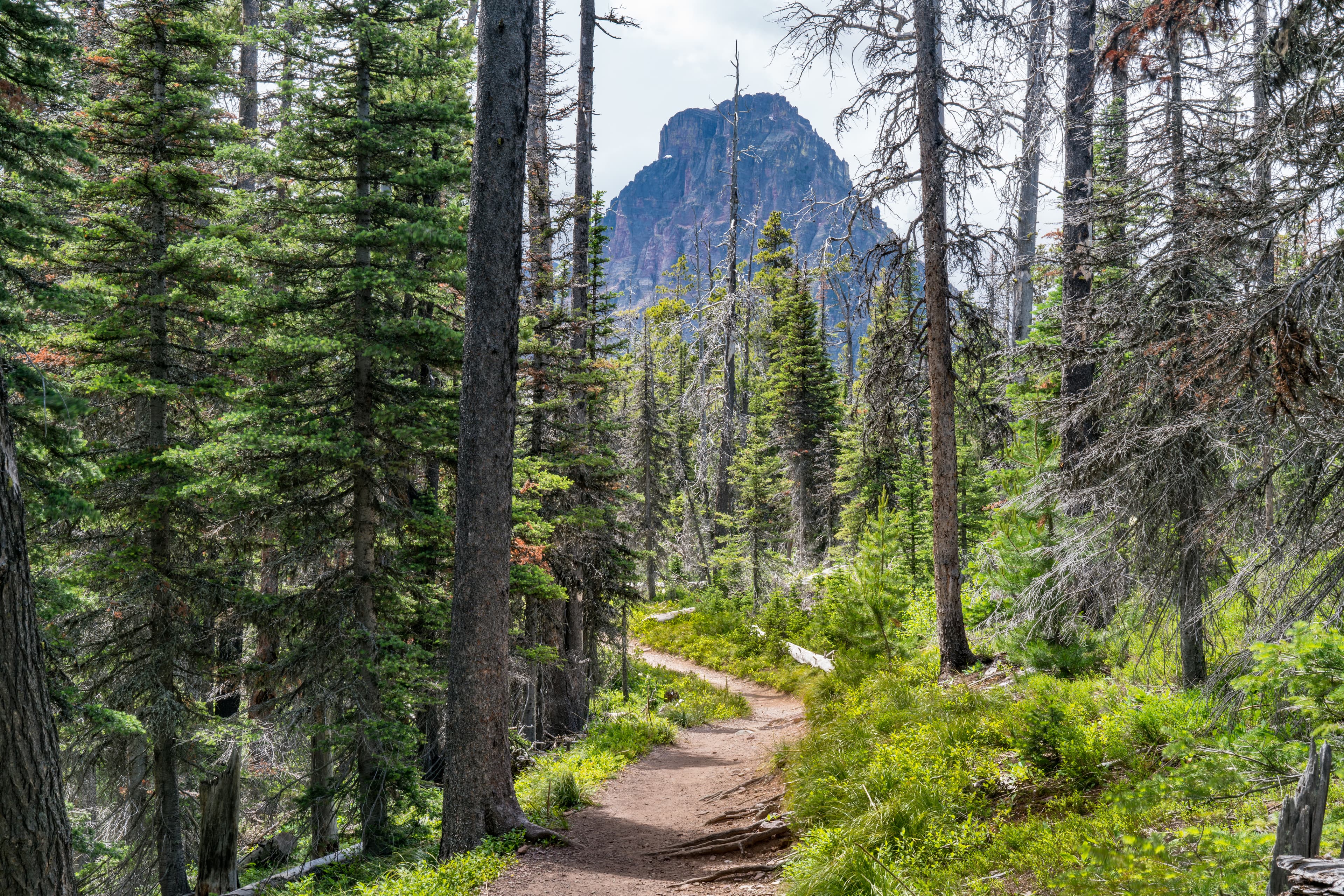 Hiking trail through the forst near Two Medicine in Glacier National Park, Montana Hiking Trail in Glacier National Park