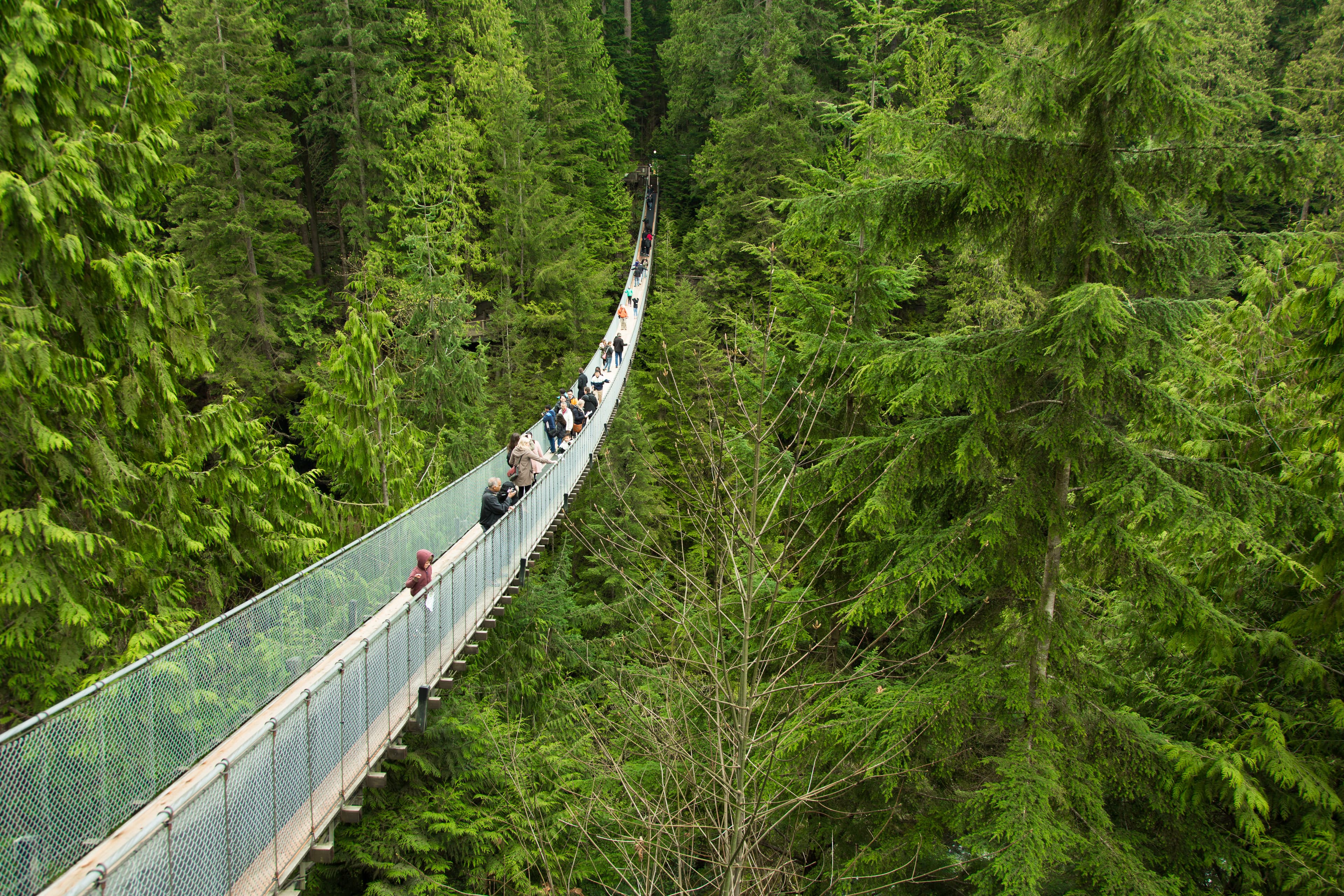 Capilano bridge. North Vancouver. Canada 9 April 2013 - tourists enjoying Capilano swing bridge. Vancouver & North Vancouver Full-Day Tour 2