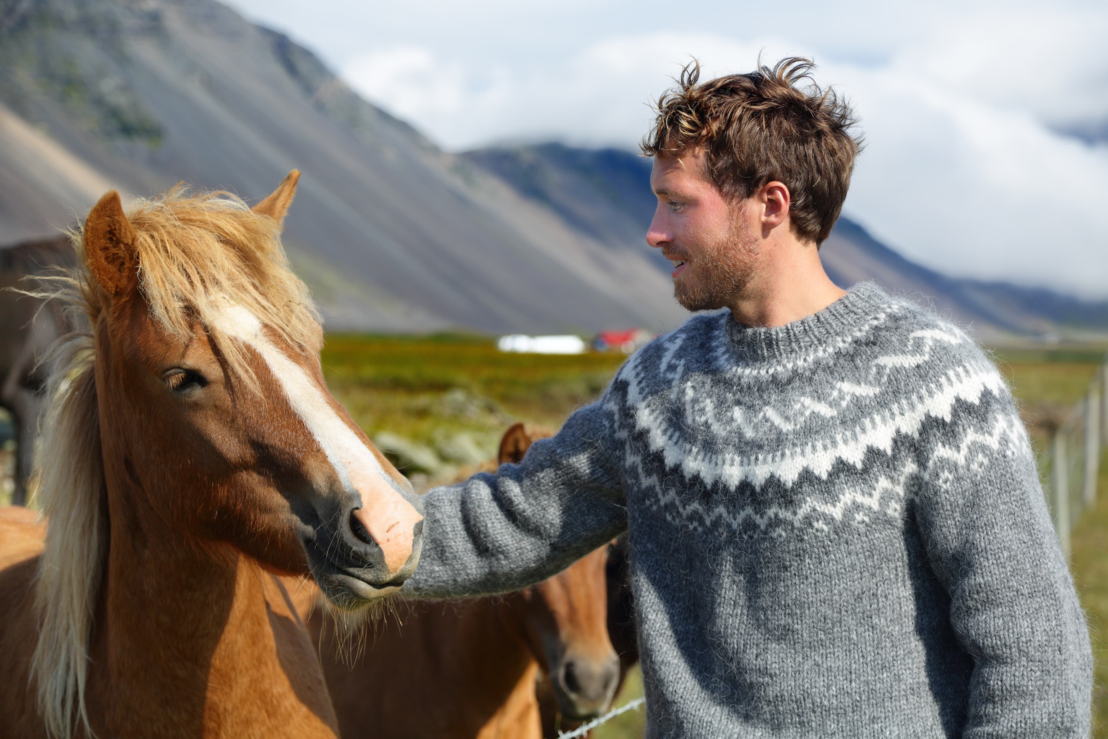 Icelandic horses - man petting horse on Iceland. Man in Icelandic sweater going horseback riding smiling happy with horse in beautiful nature on Iceland. Handsome Scandinavian model. Icelandic horses - man petting horse on Iceland