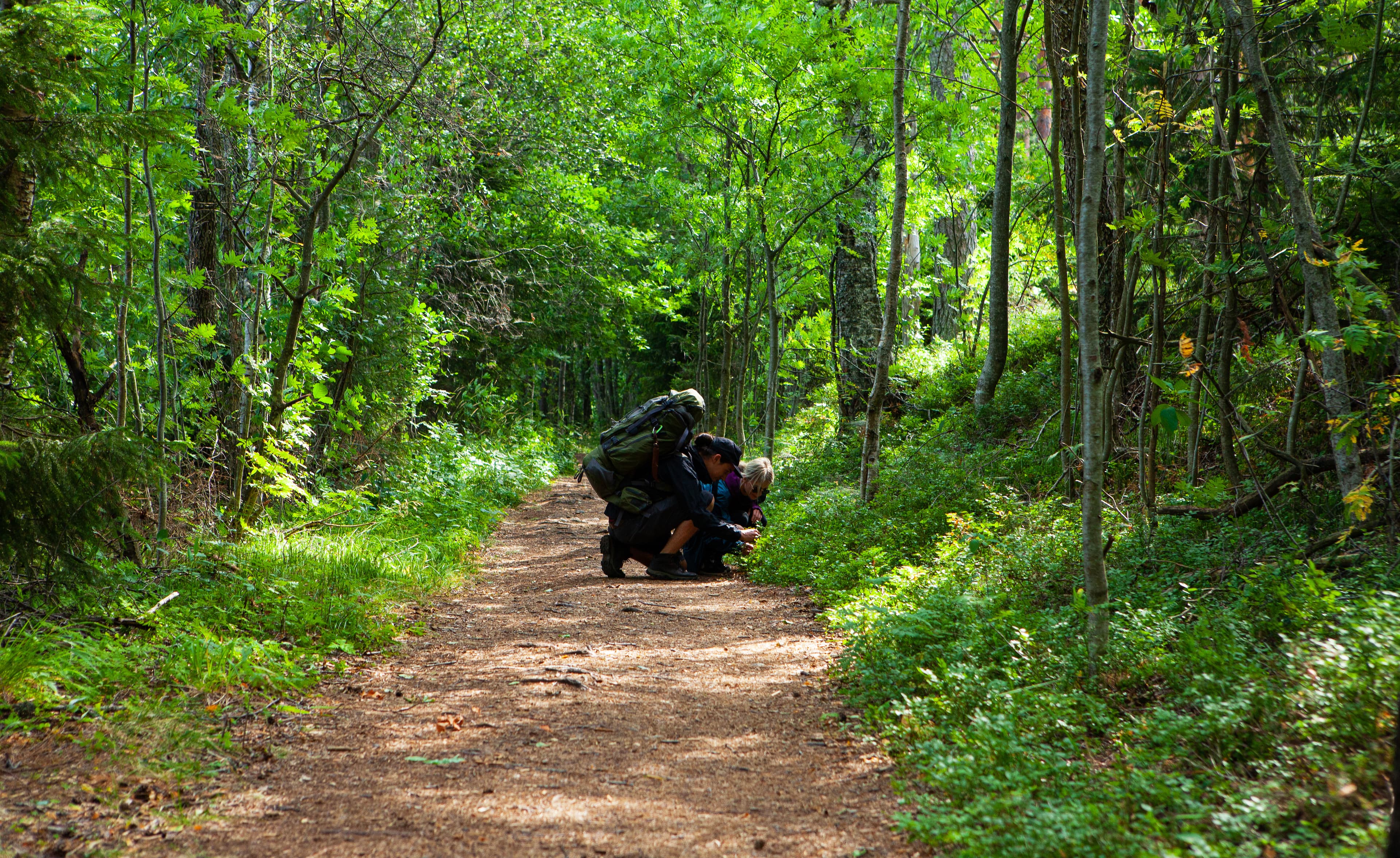berry-picking-hiking-tour-from-helsinki