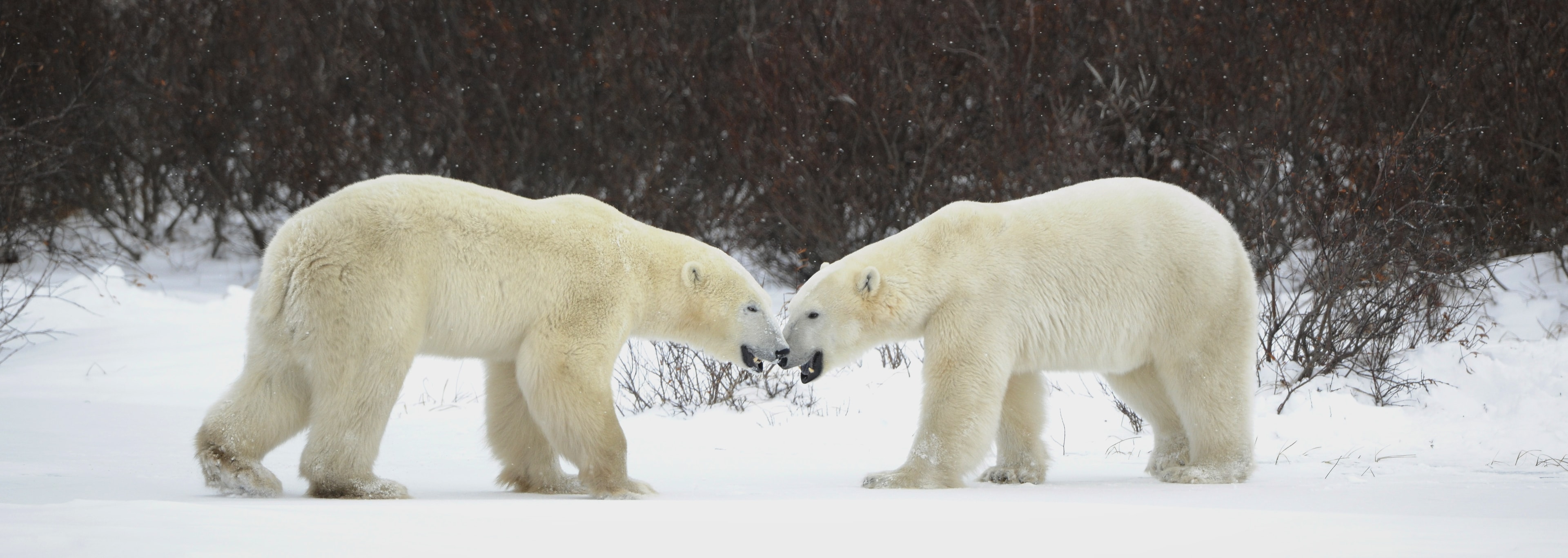 Meeting of two polar bears. Two polar bears have met against a dark bush. Manitoba Region 3