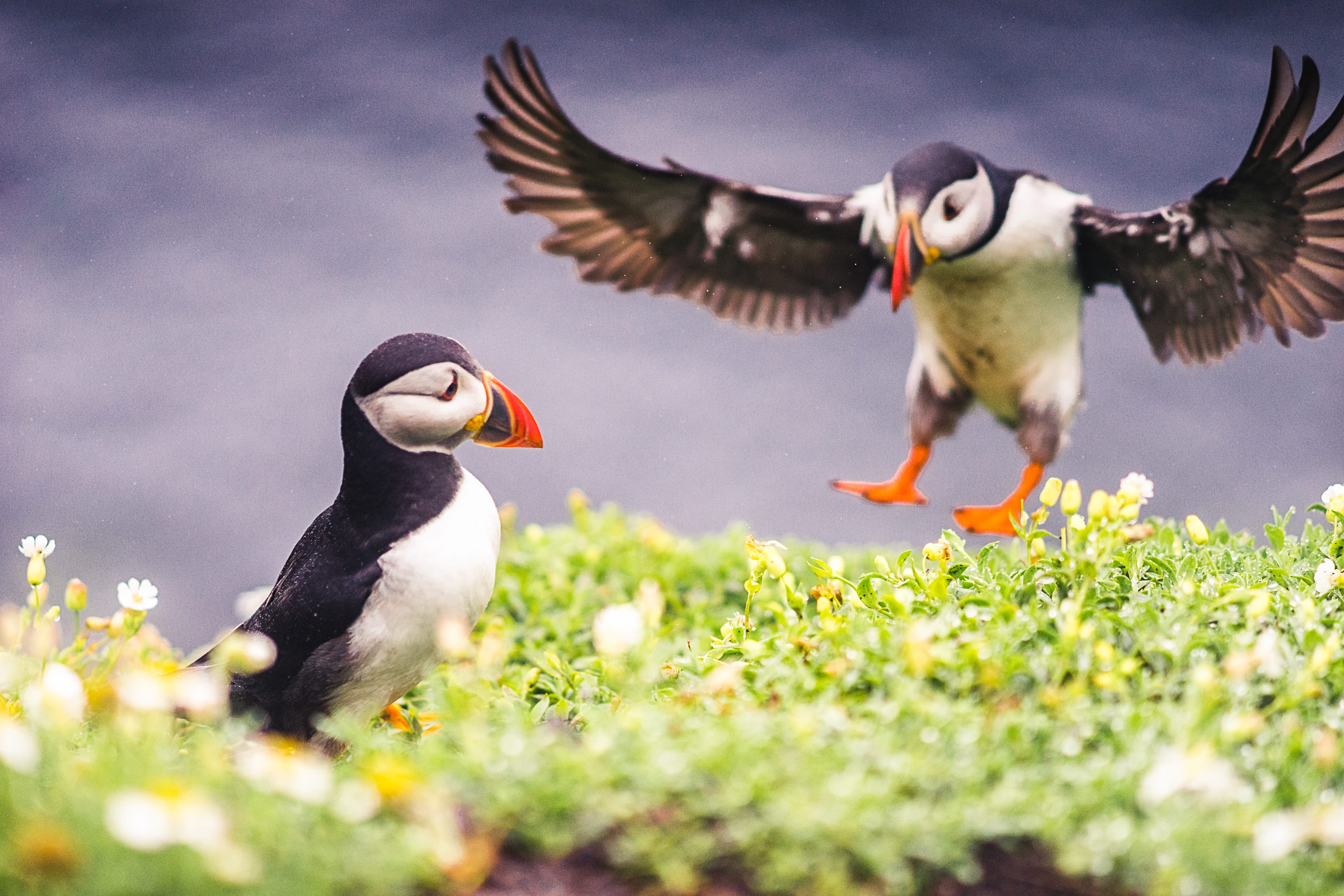 Skellig Puffins, Wild Atlantic Way wildlife shoot