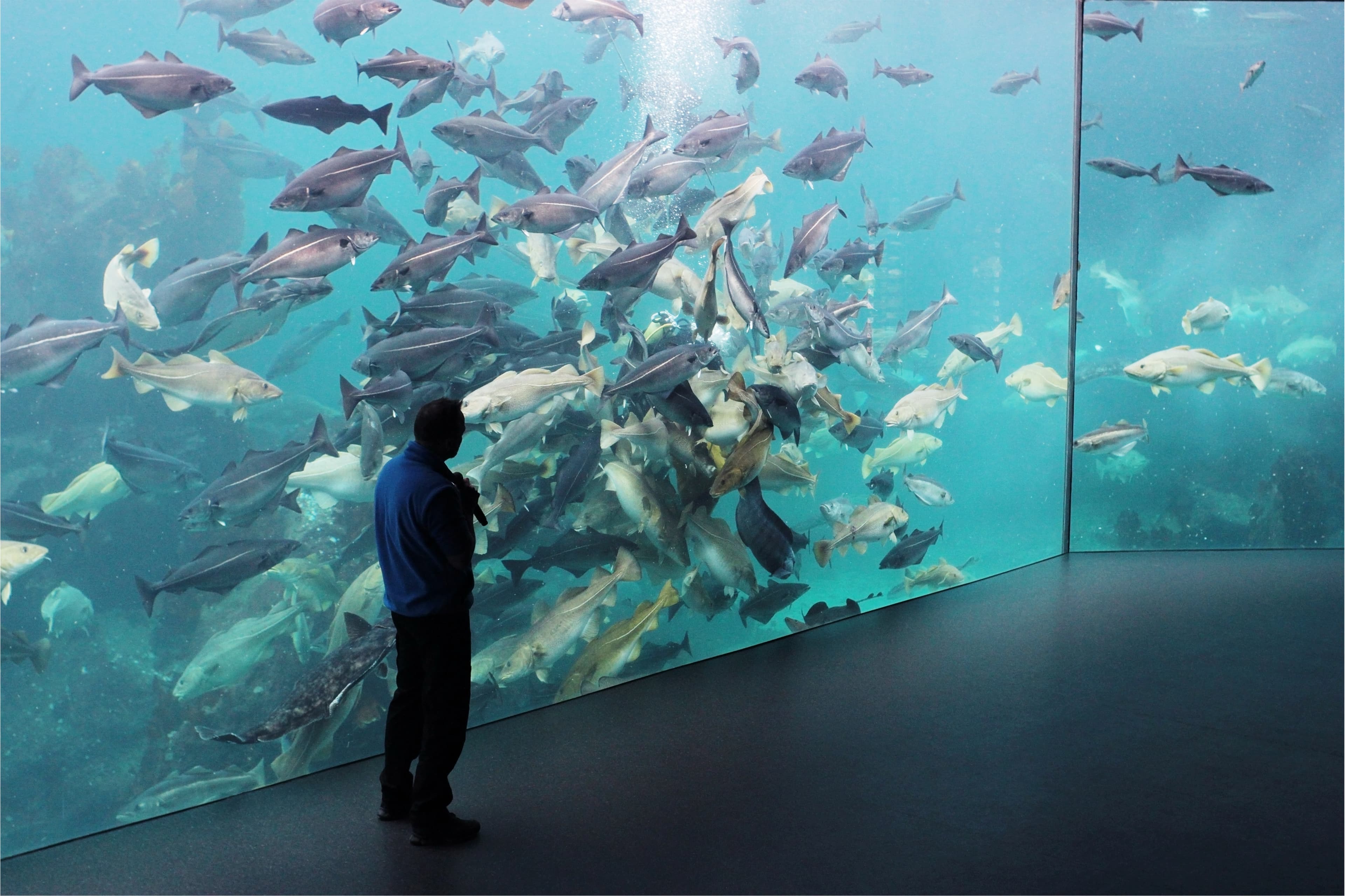 man moderator standing by a huge glass aquarium full of fish