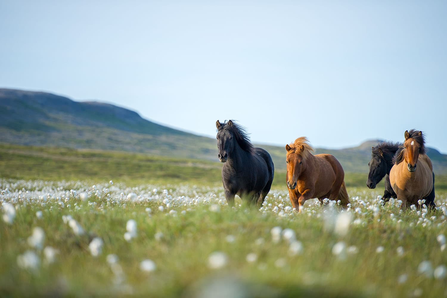 horse-farms-and-riding-tours-in-iceland
