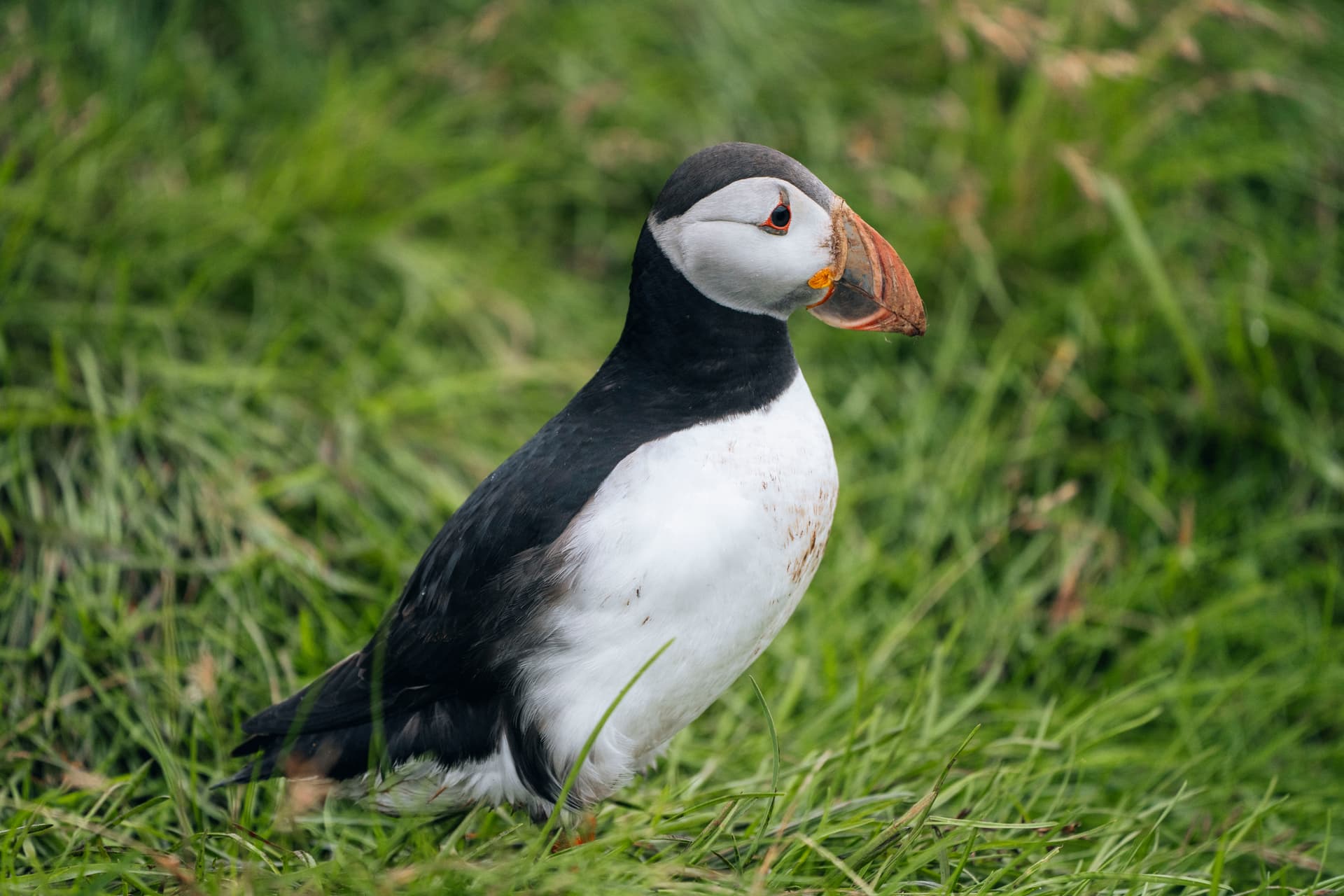 puffin-westmanni-slands