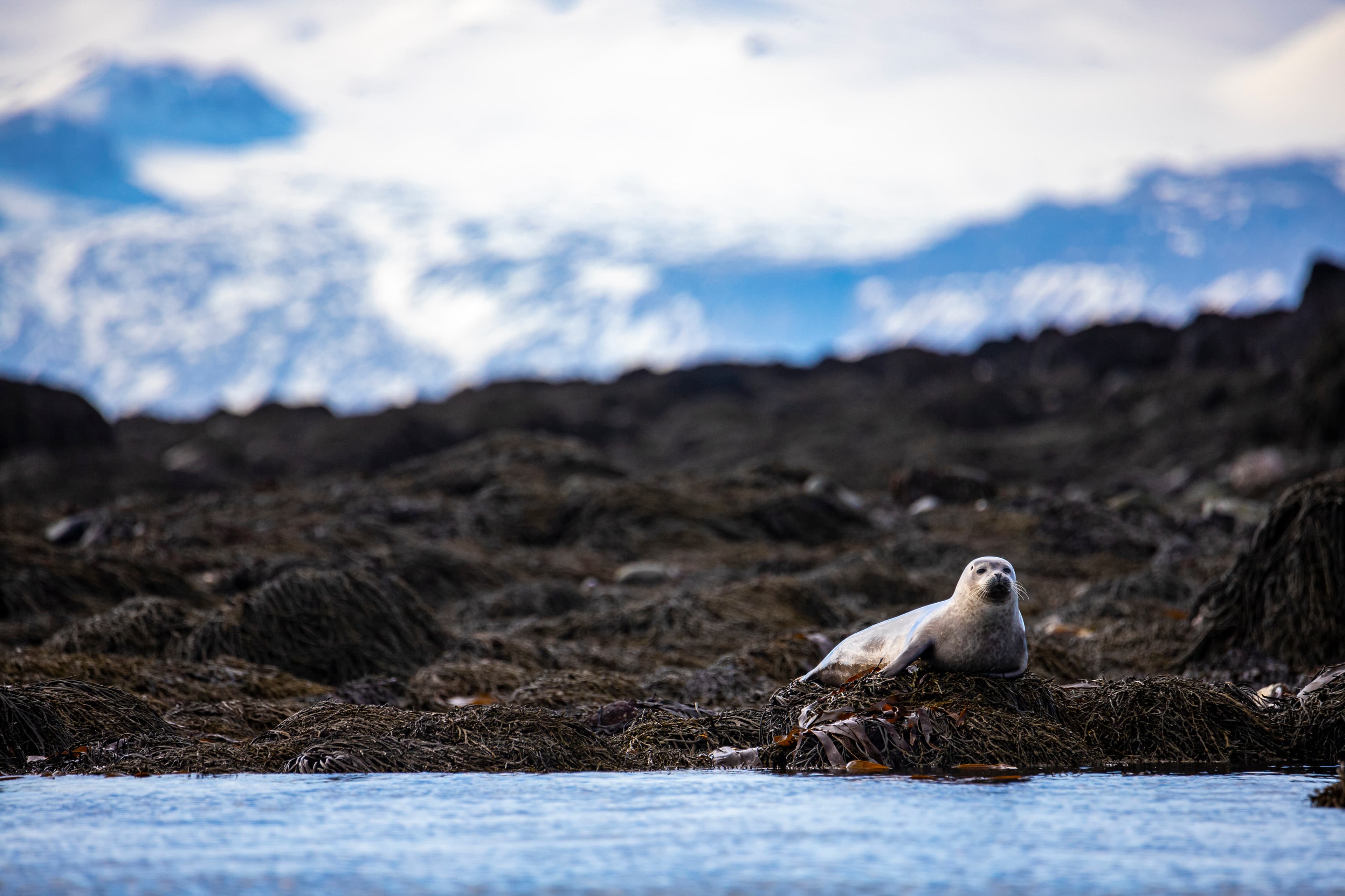 sweet harbor seal relaxing lying on the rocks on ytri tunga in iceland with snow-capped mountains in the background; cute arctic wildlife
